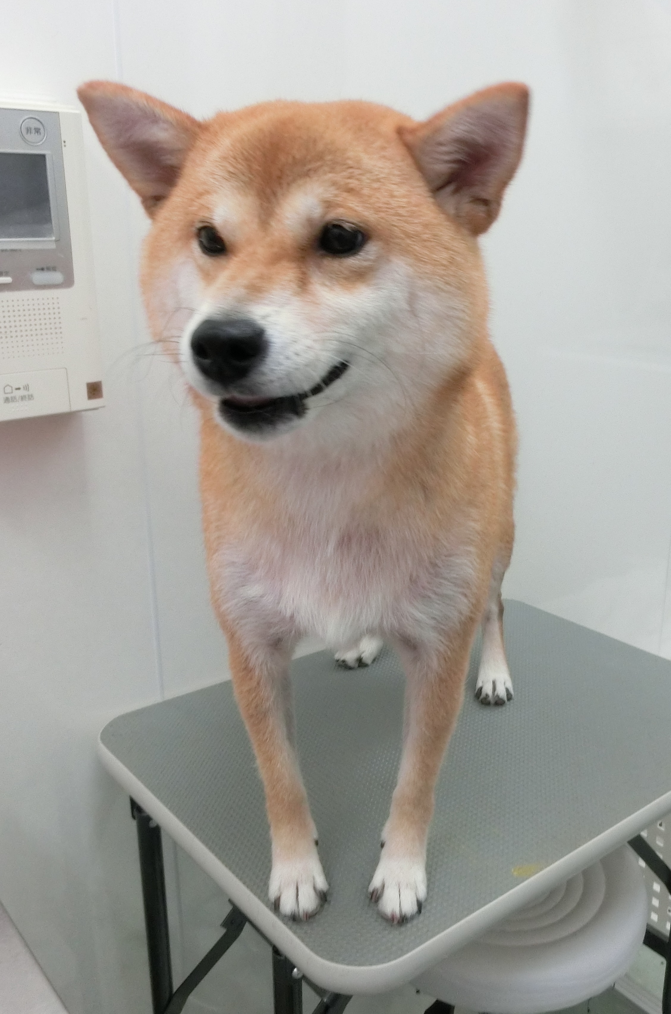 心愛ちゃん 心愛ちゃん