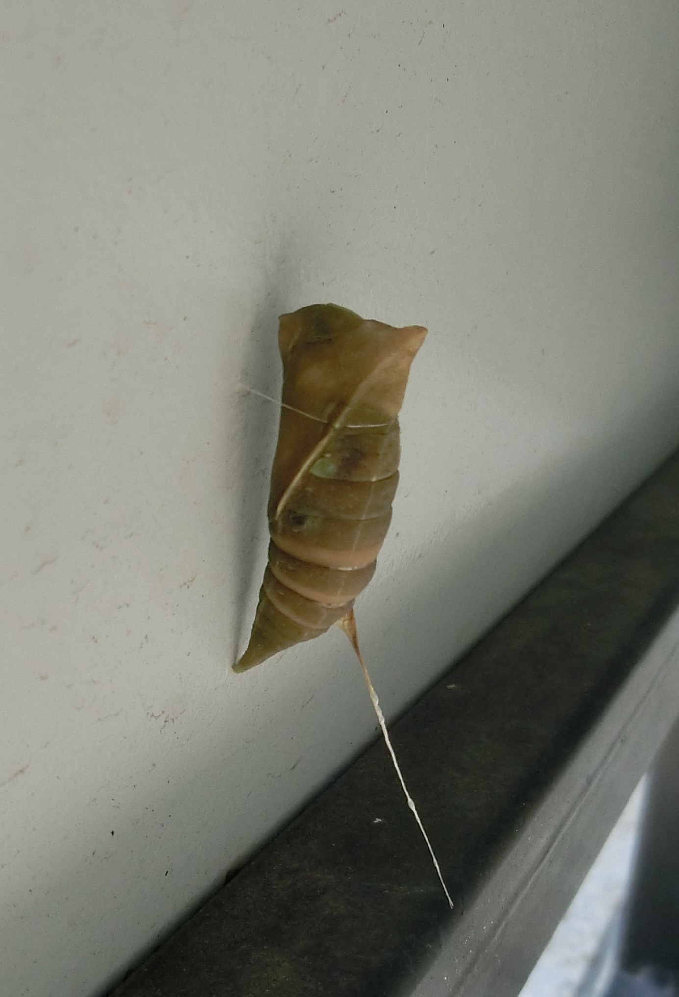 なんかでてる なんかでてる