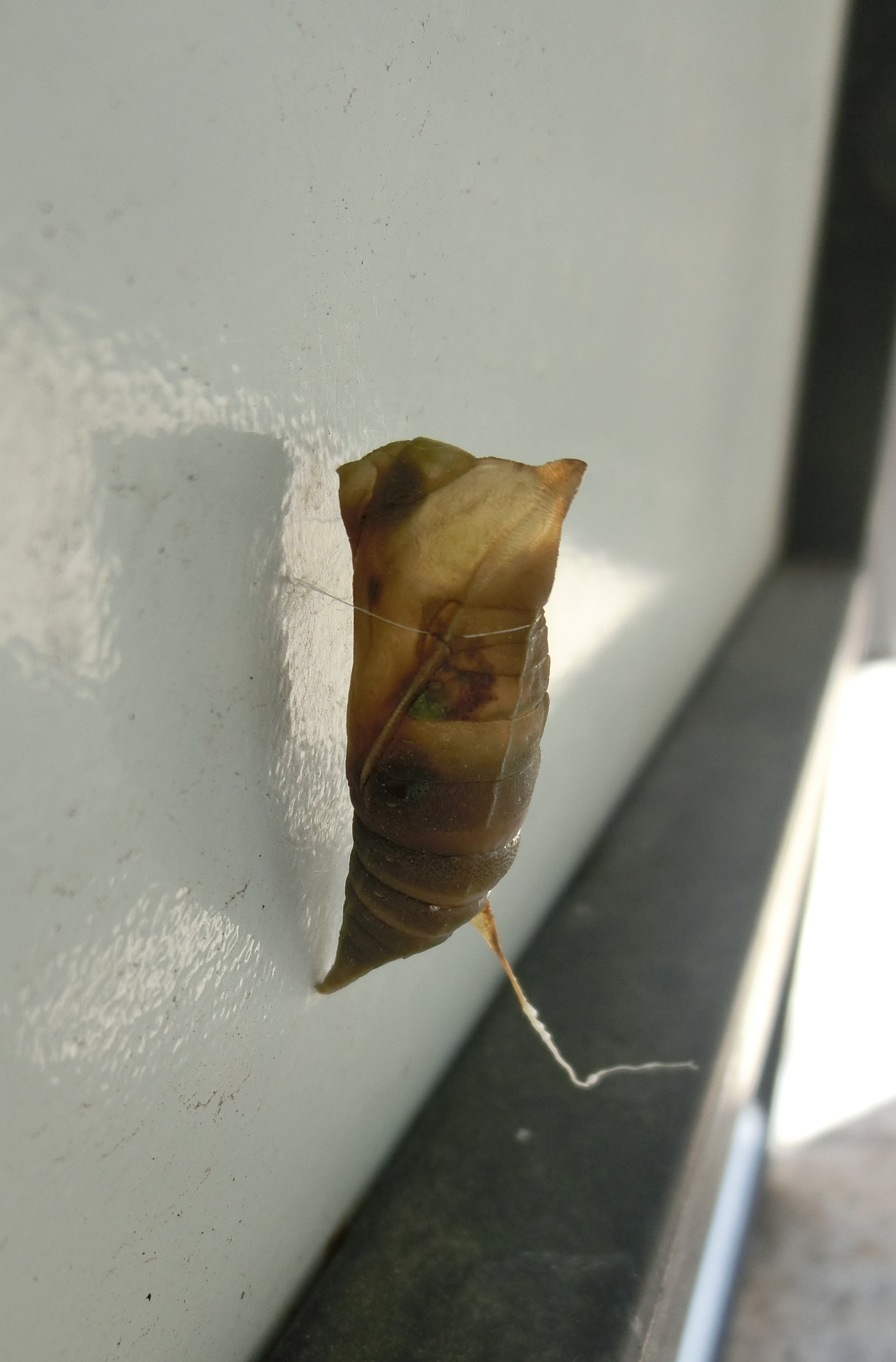 すけすけなぎさ すけすけなぎさ