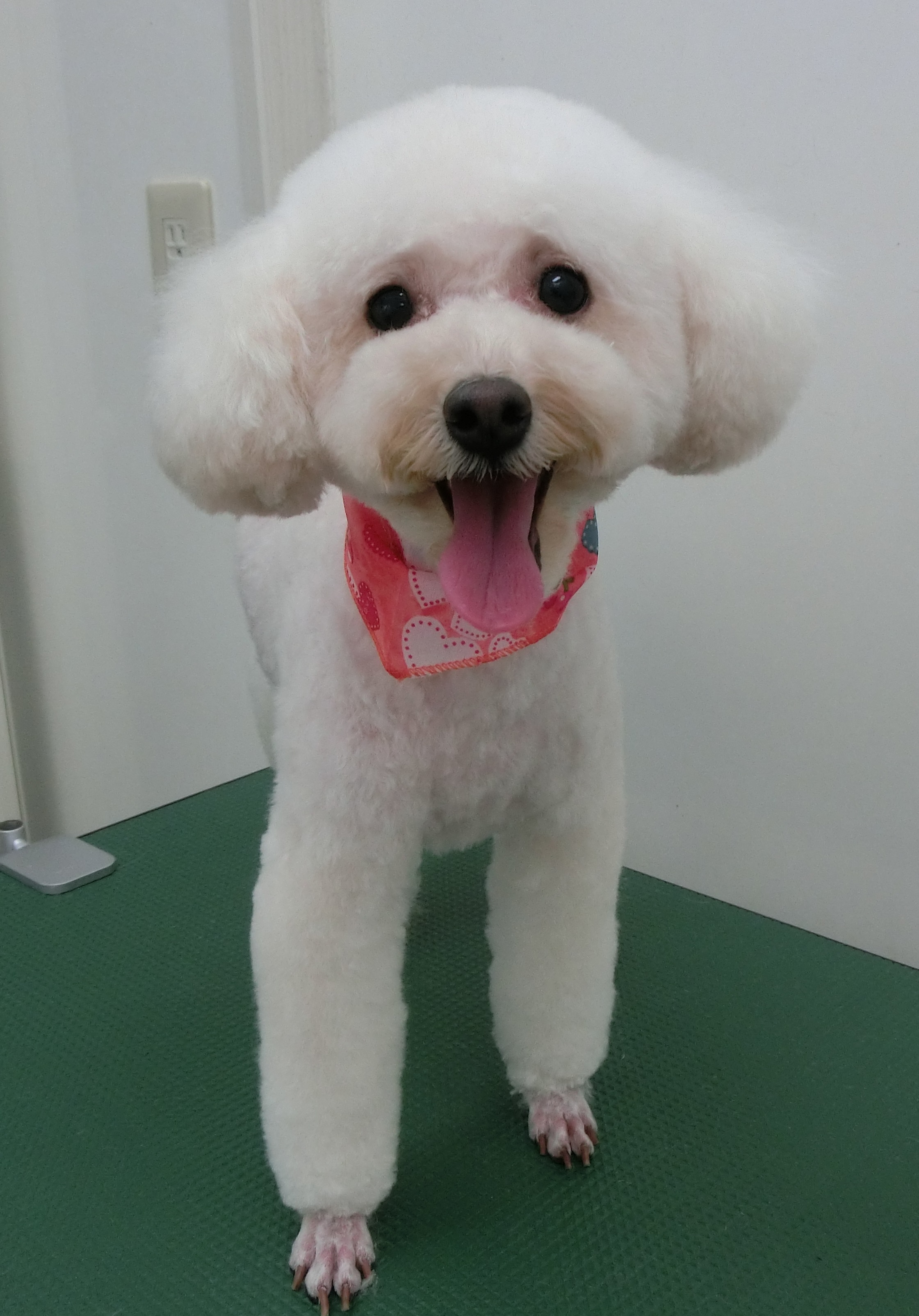 まろちゃん まろちゃん