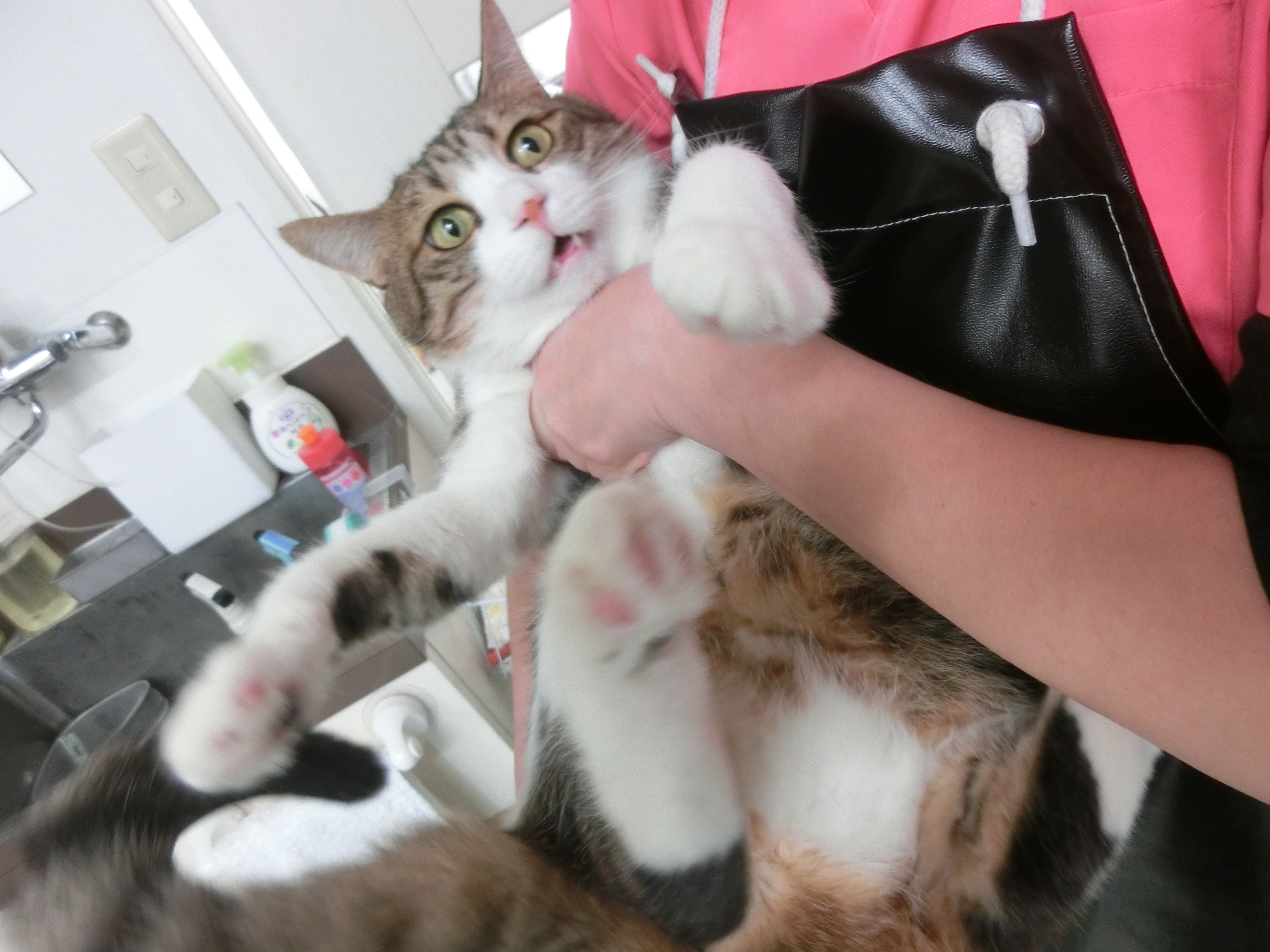 抵抗むなしく 抵抗むなしく