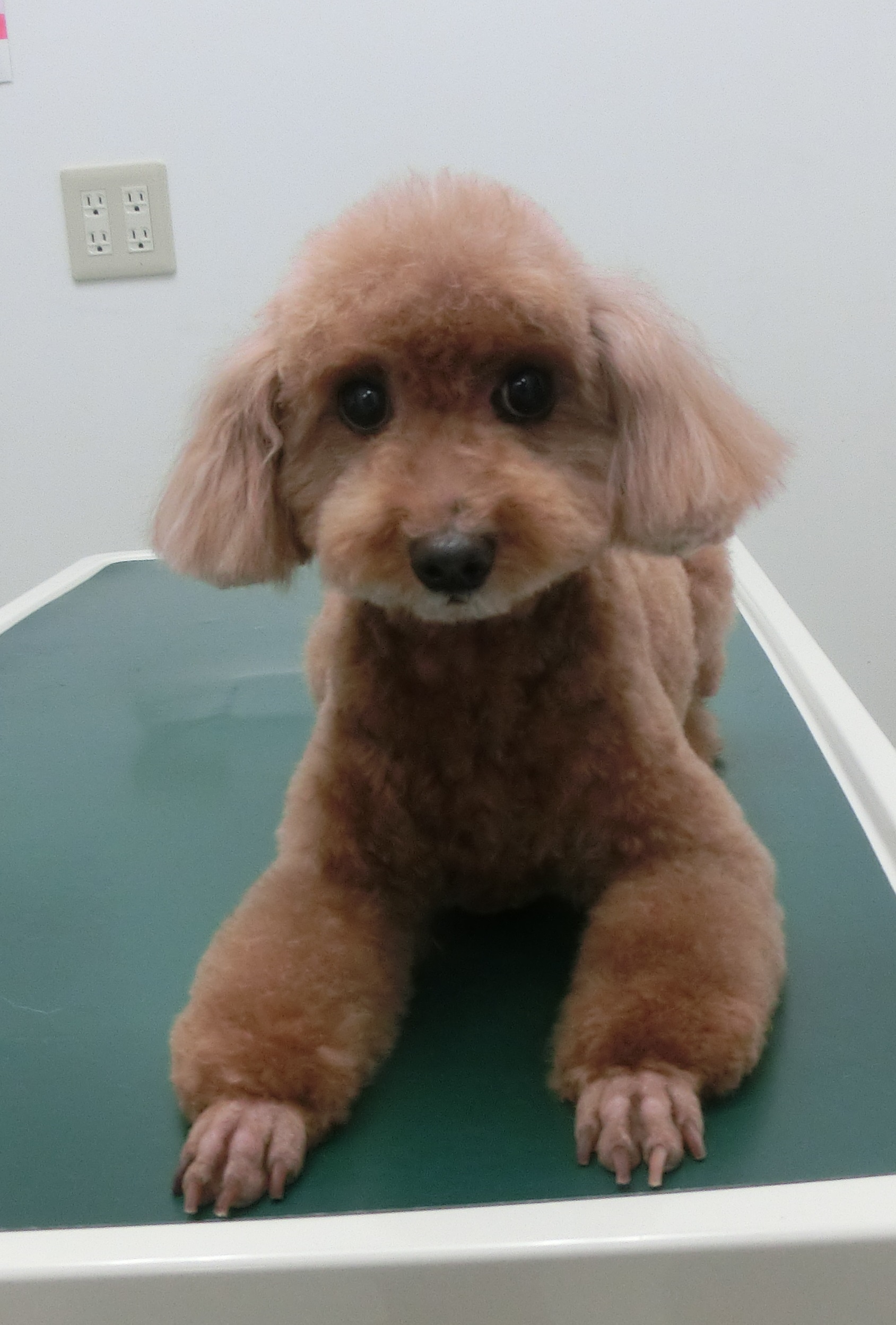 ニコちゃん ニコちゃん