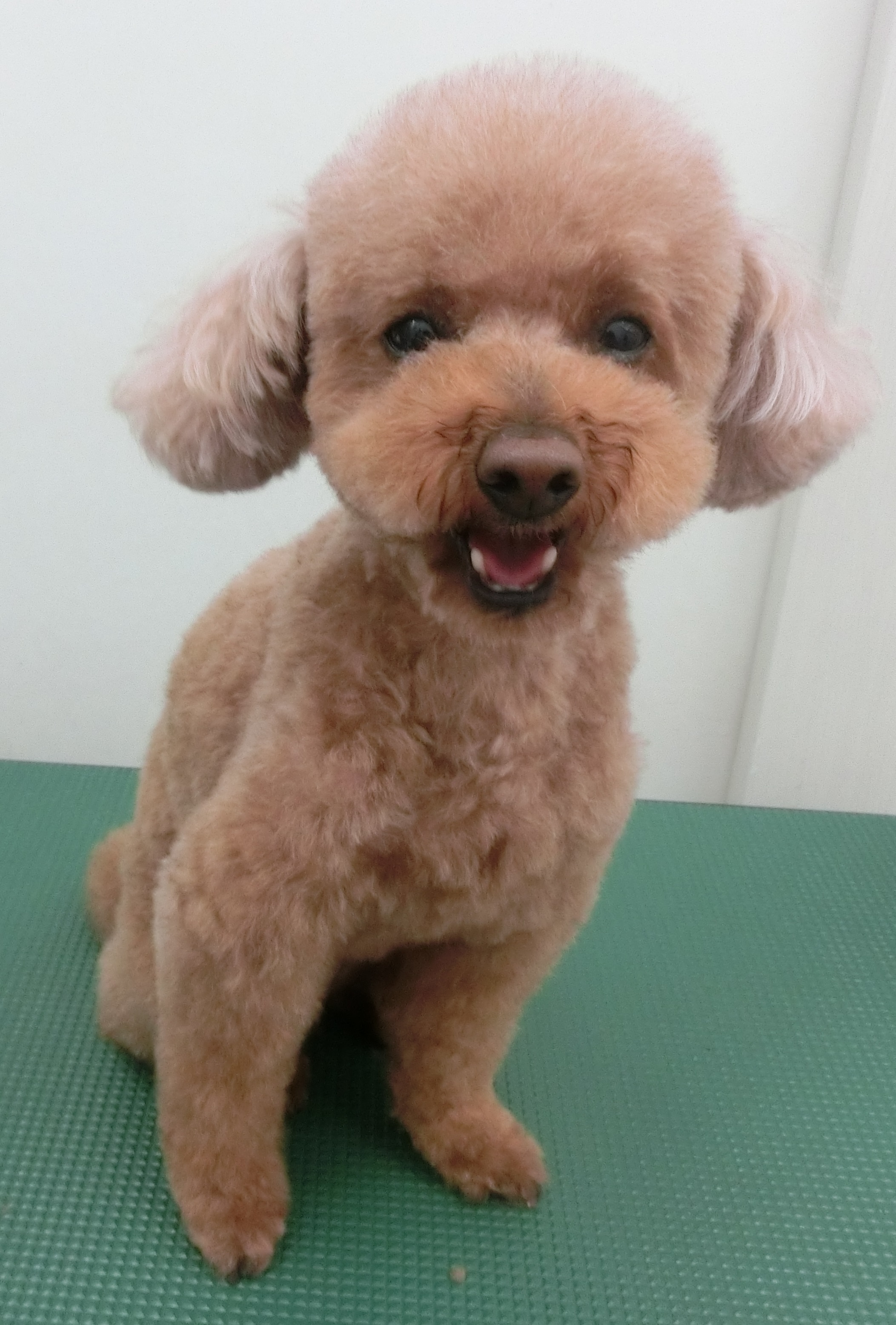 モコちゃん モコちゃん