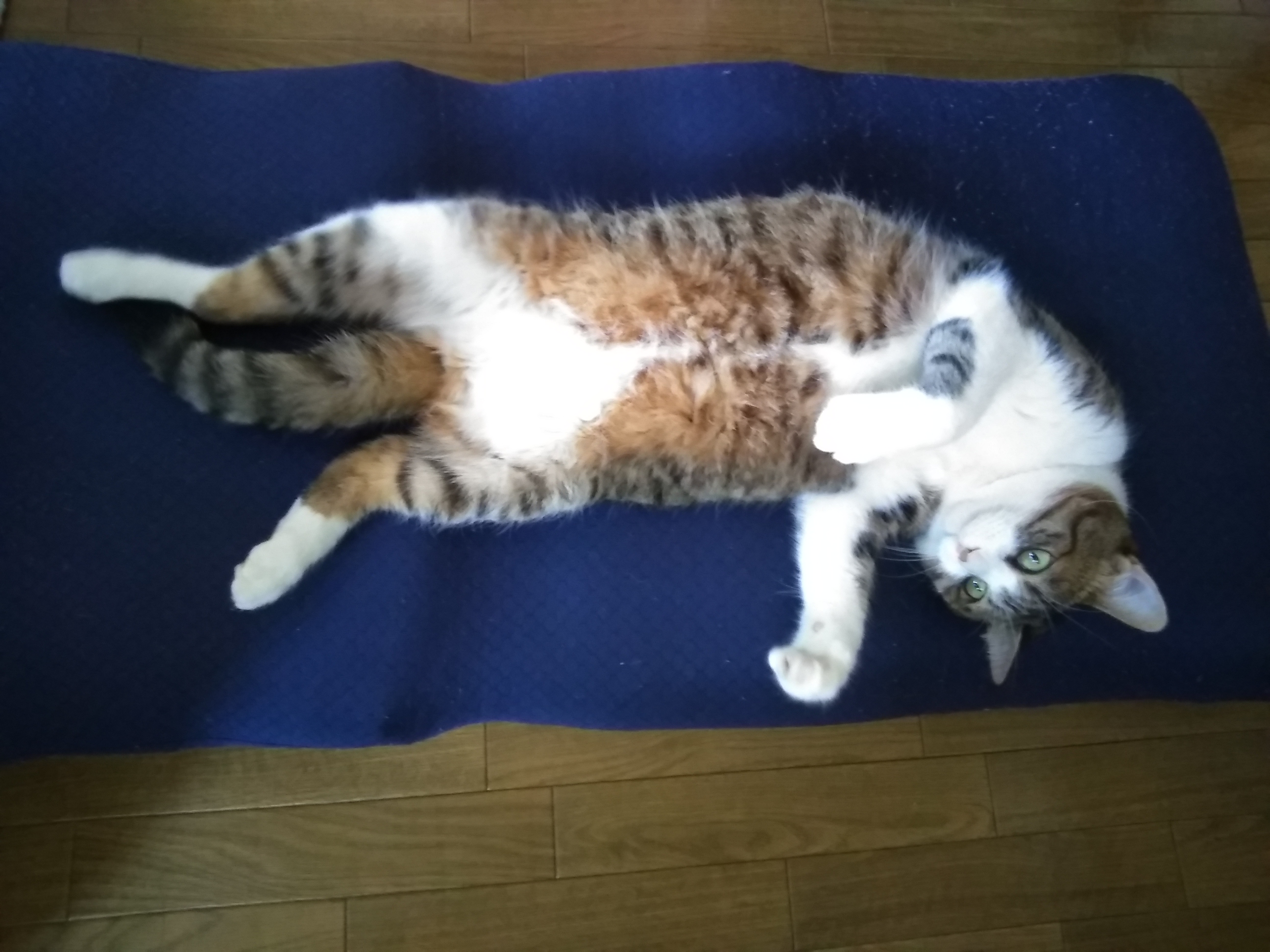 ふとのん ふとのん