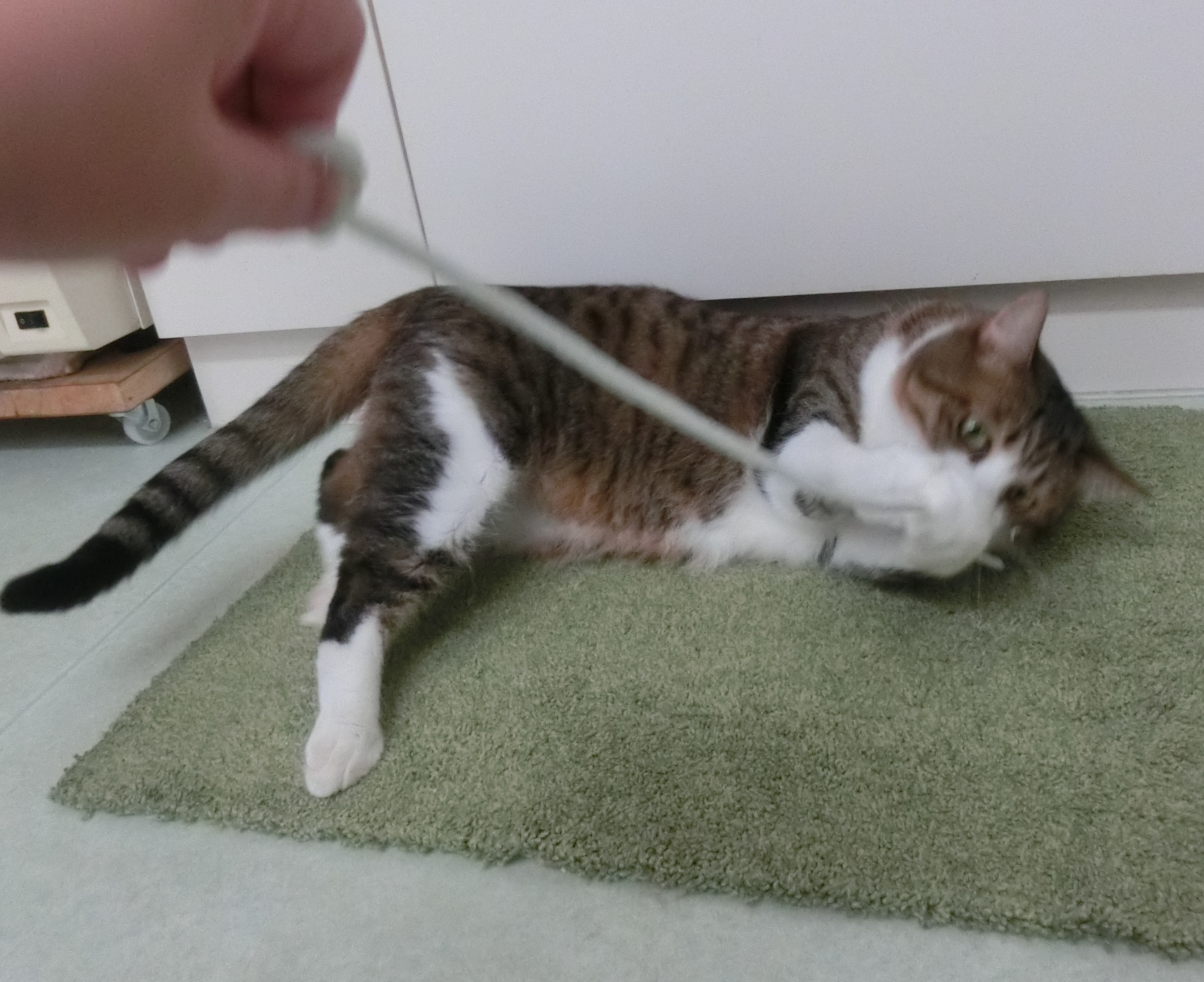 たいだのん たいだのん