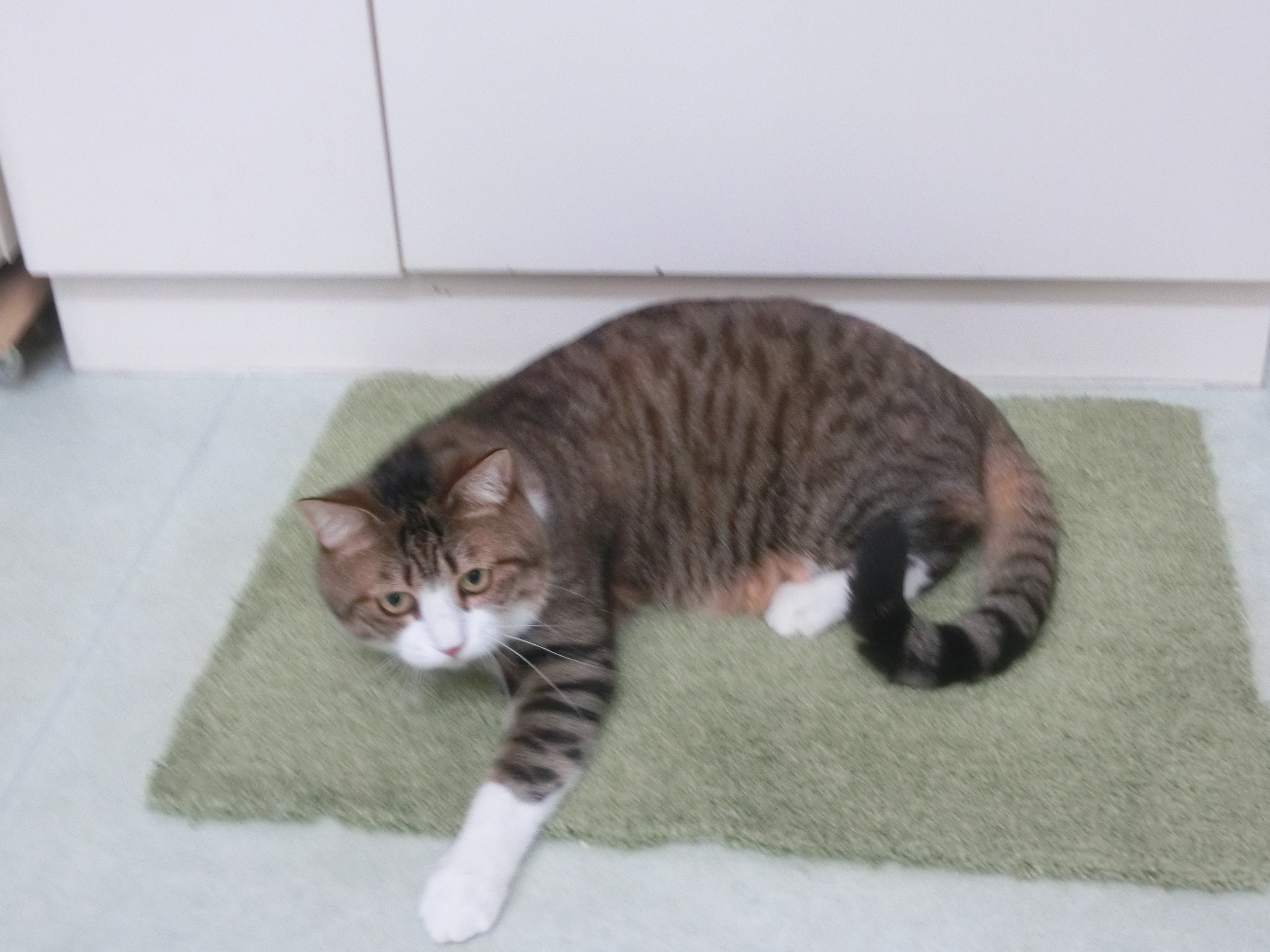 現のん 現のん