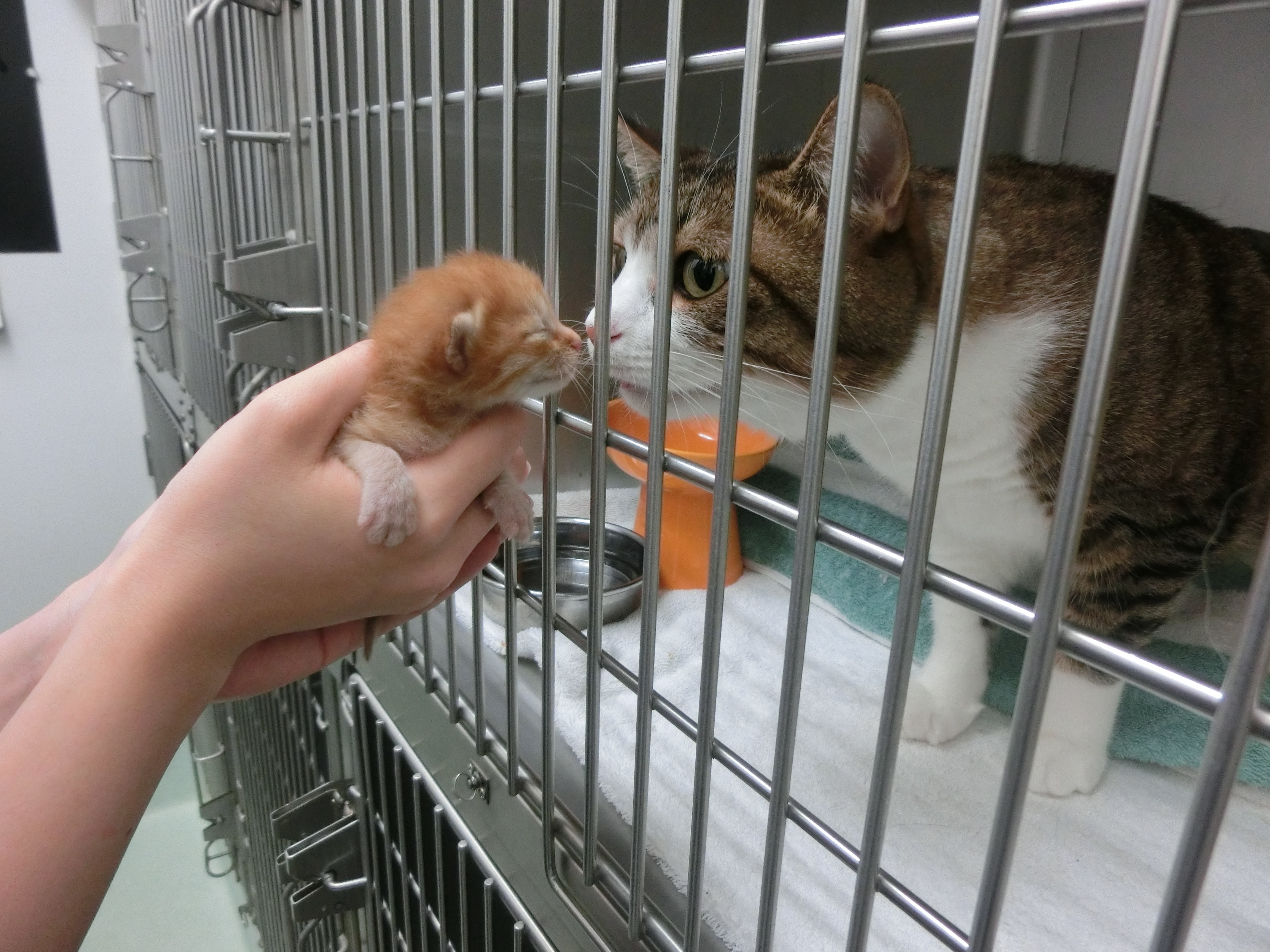 こねことのん こねことのん