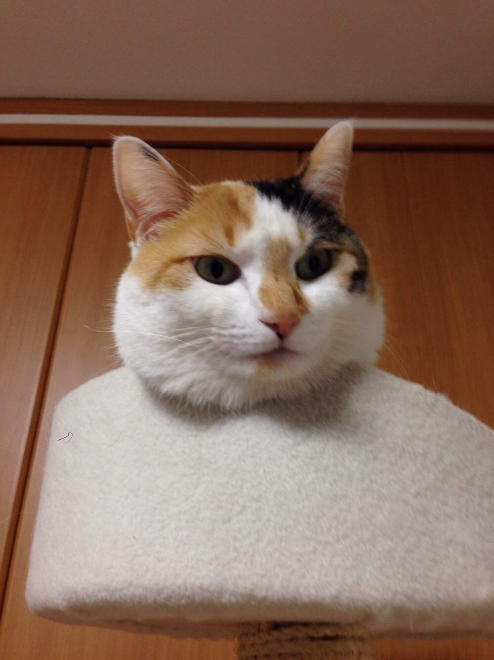 現在ちゃく 現在ちゃく