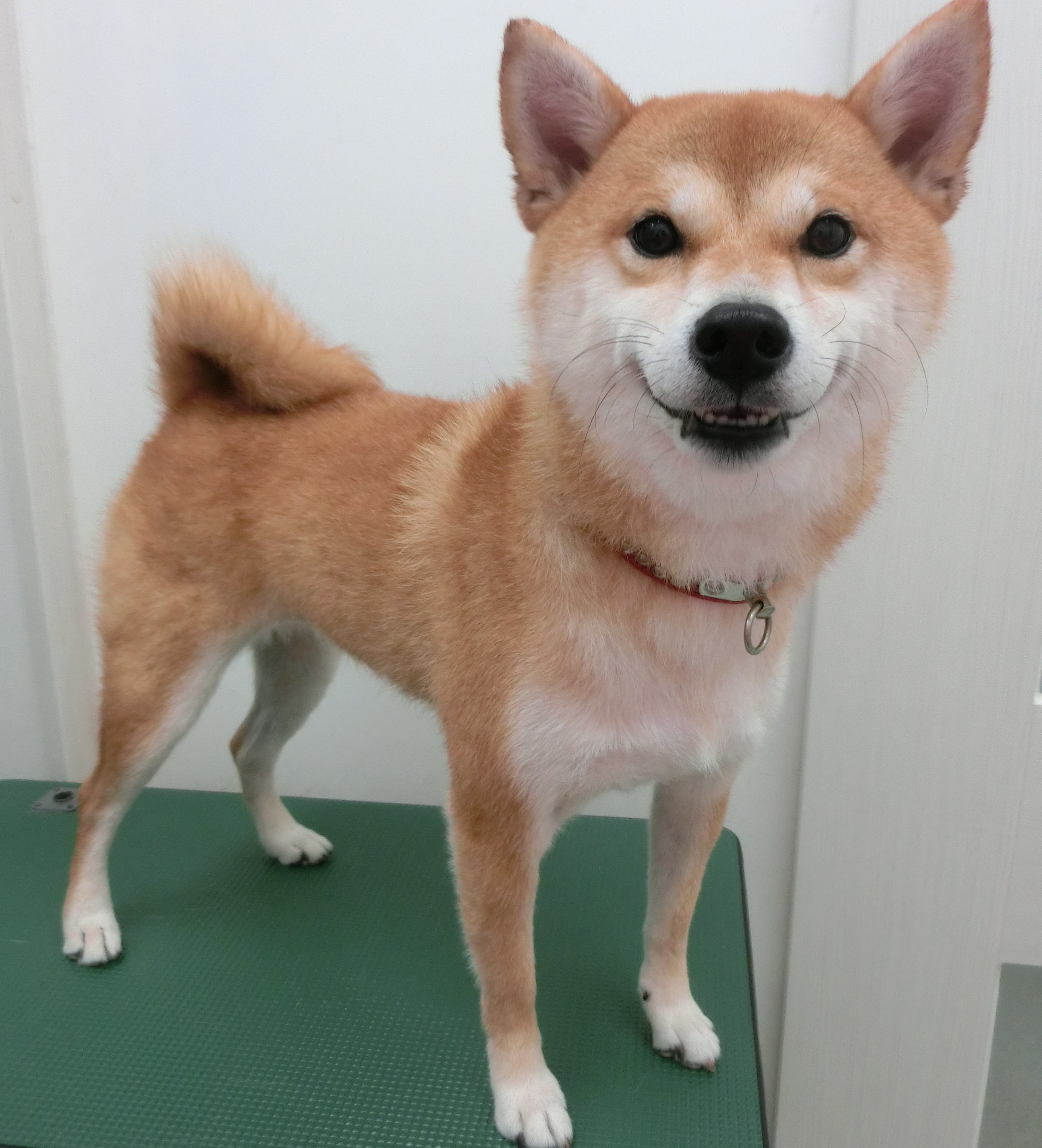 心愛ちゃん 心愛ちゃん