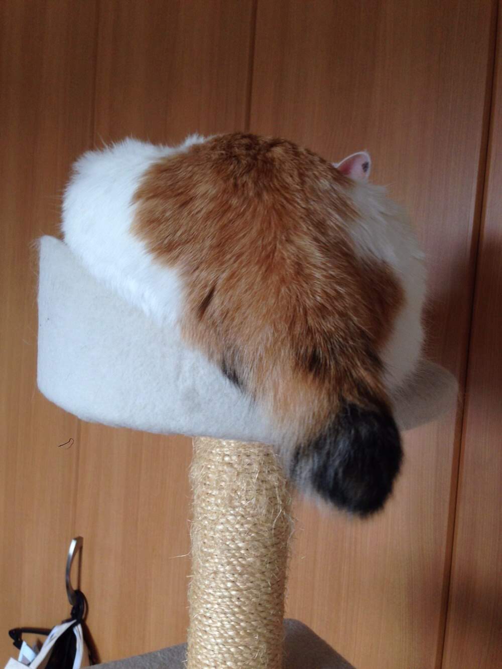 ちゃく尻 ちゃく尻