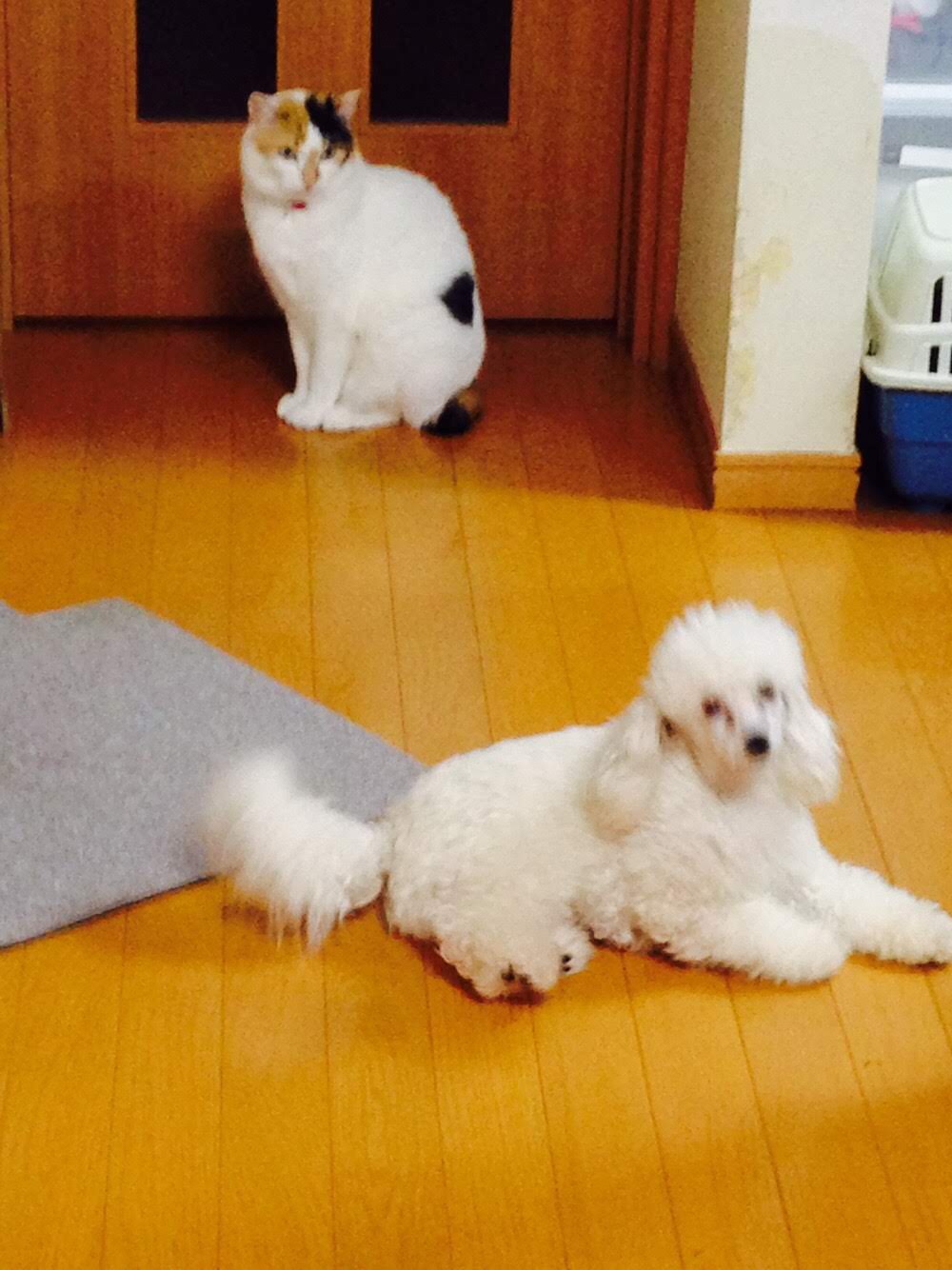 ちゃくがっつ ちゃくがっつ
