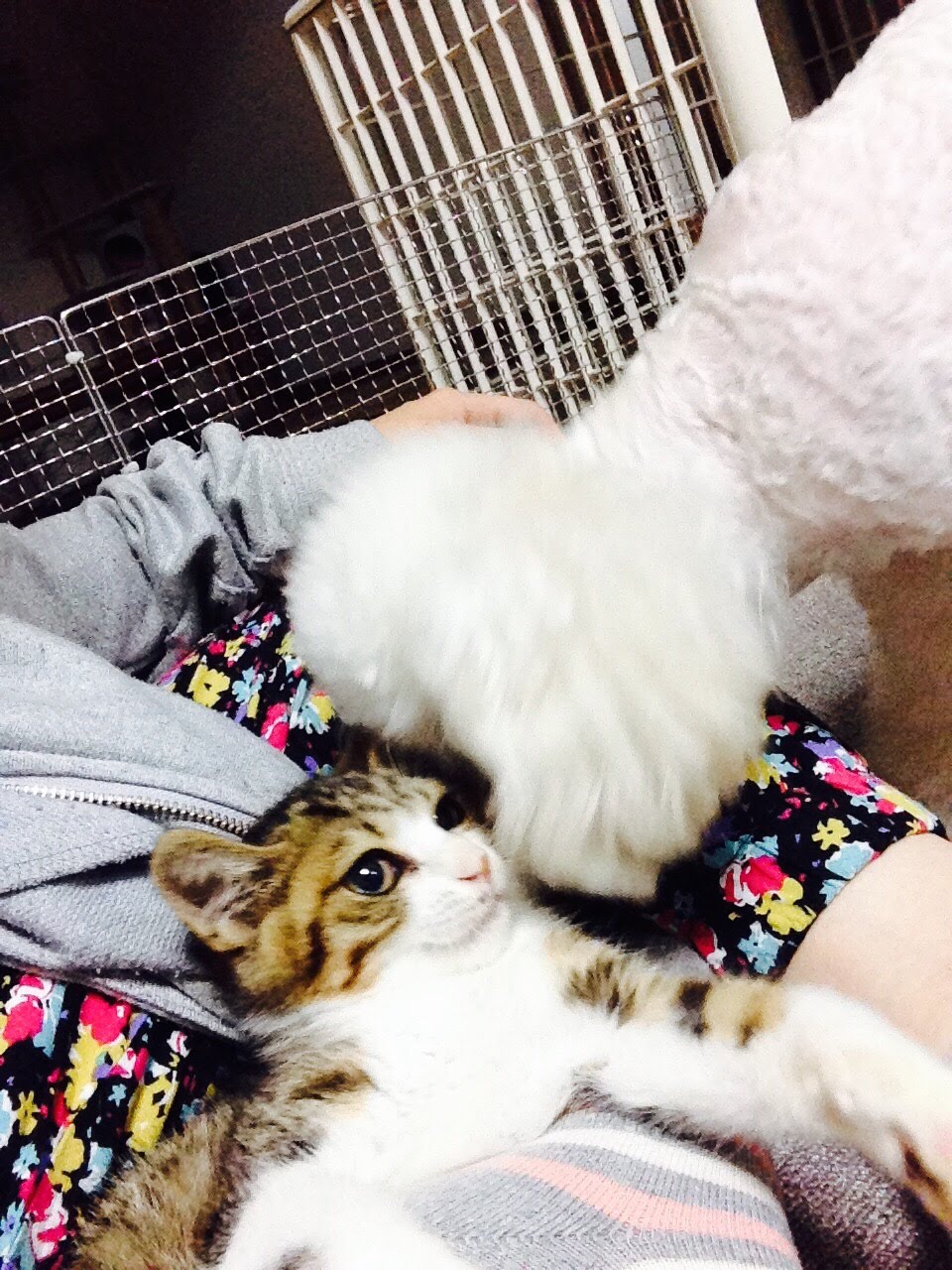 のんがっつ のんがっつ