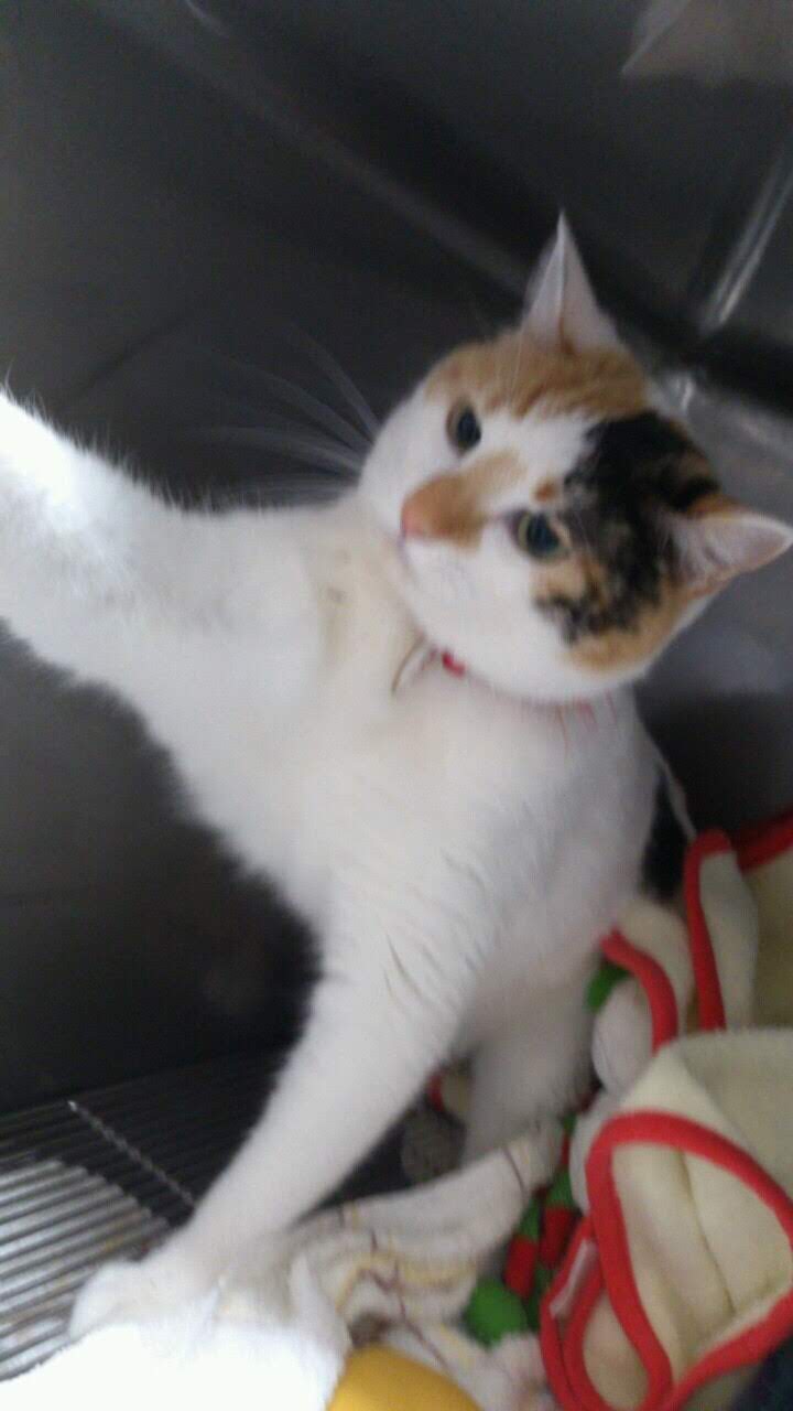 怒りちゃく 怒りちゃく