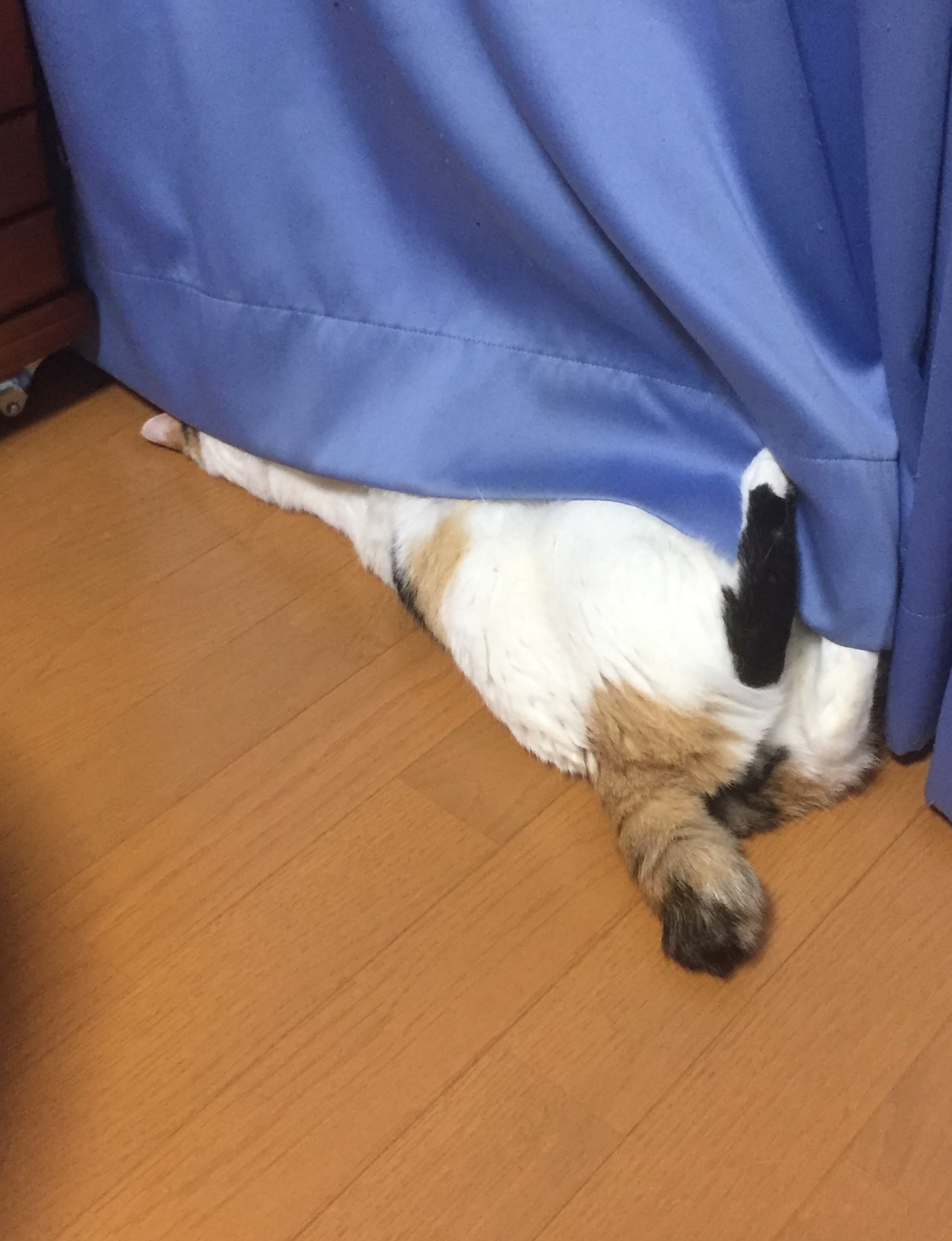 なぞ行動 なぞ行動
