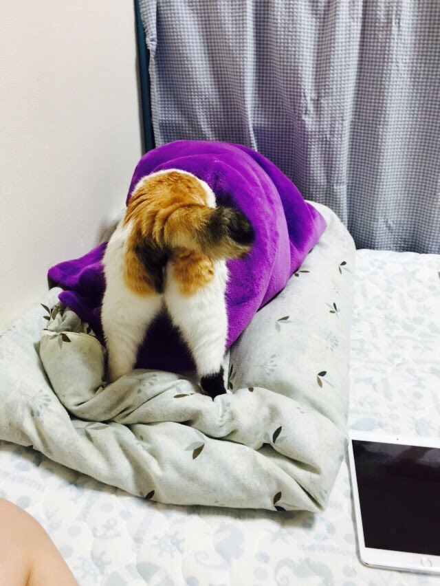 謎行動 謎行動