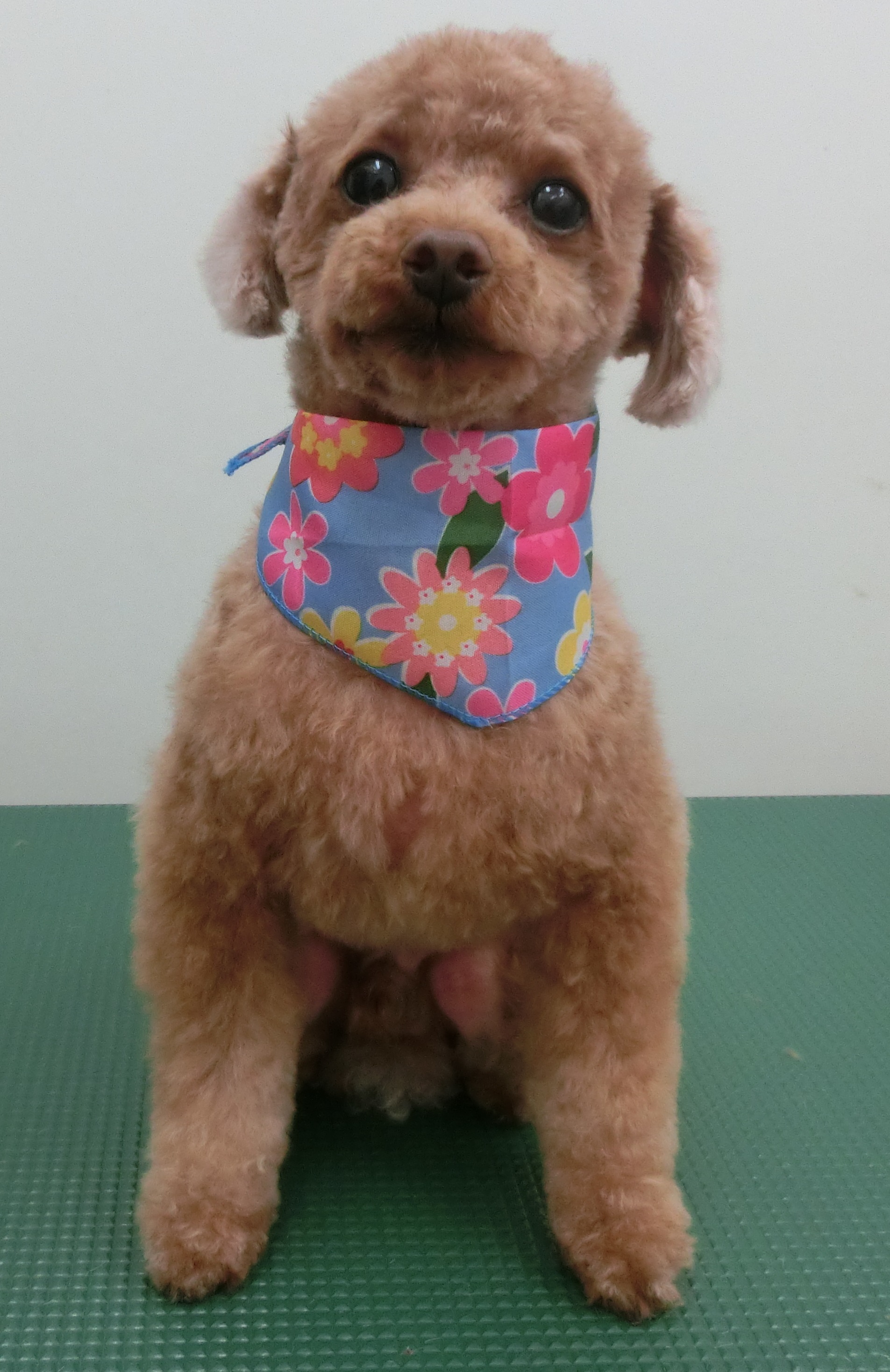 Barneyくん Barneyくん