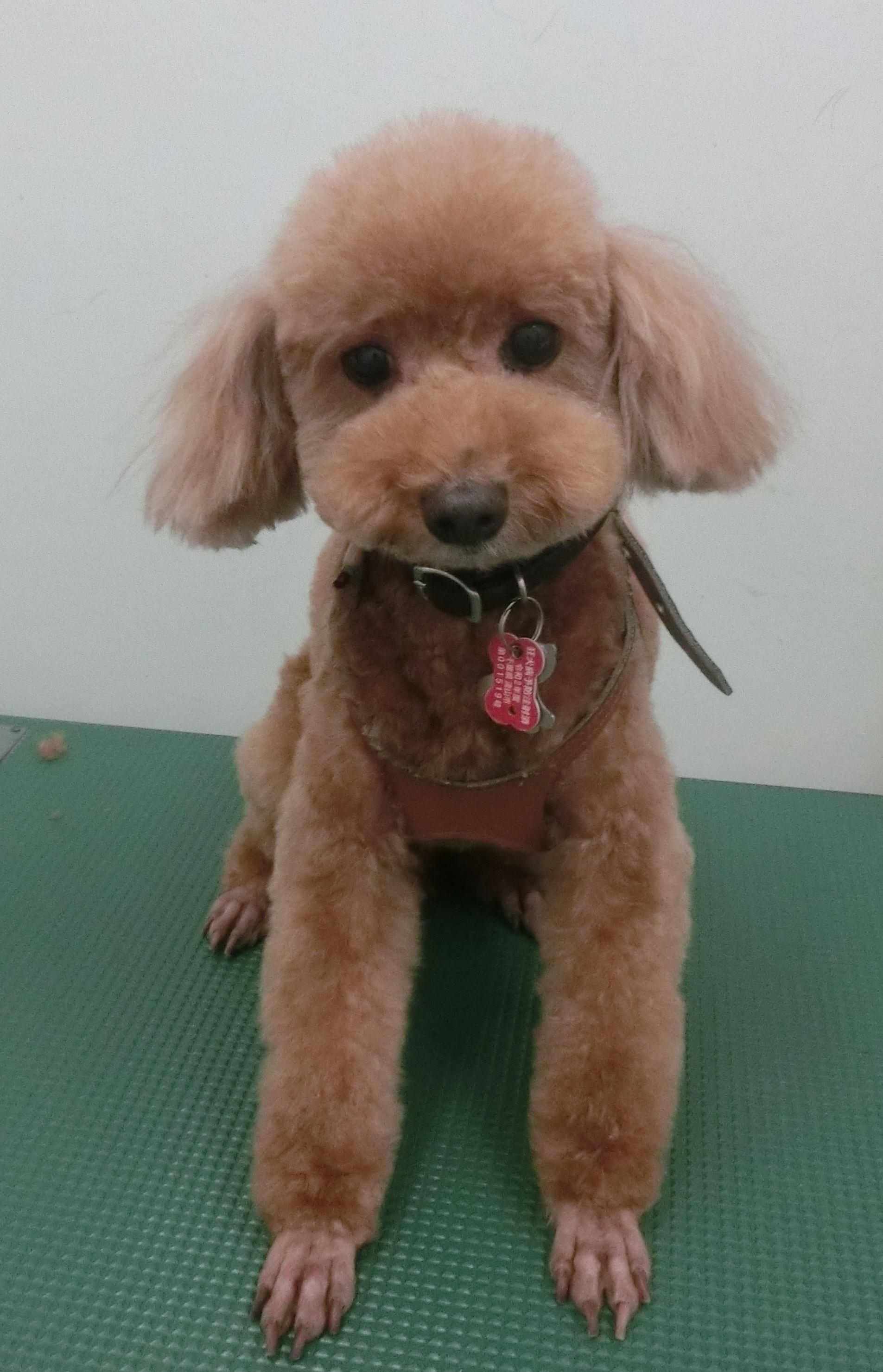 ニコちゃん ニコちゃん