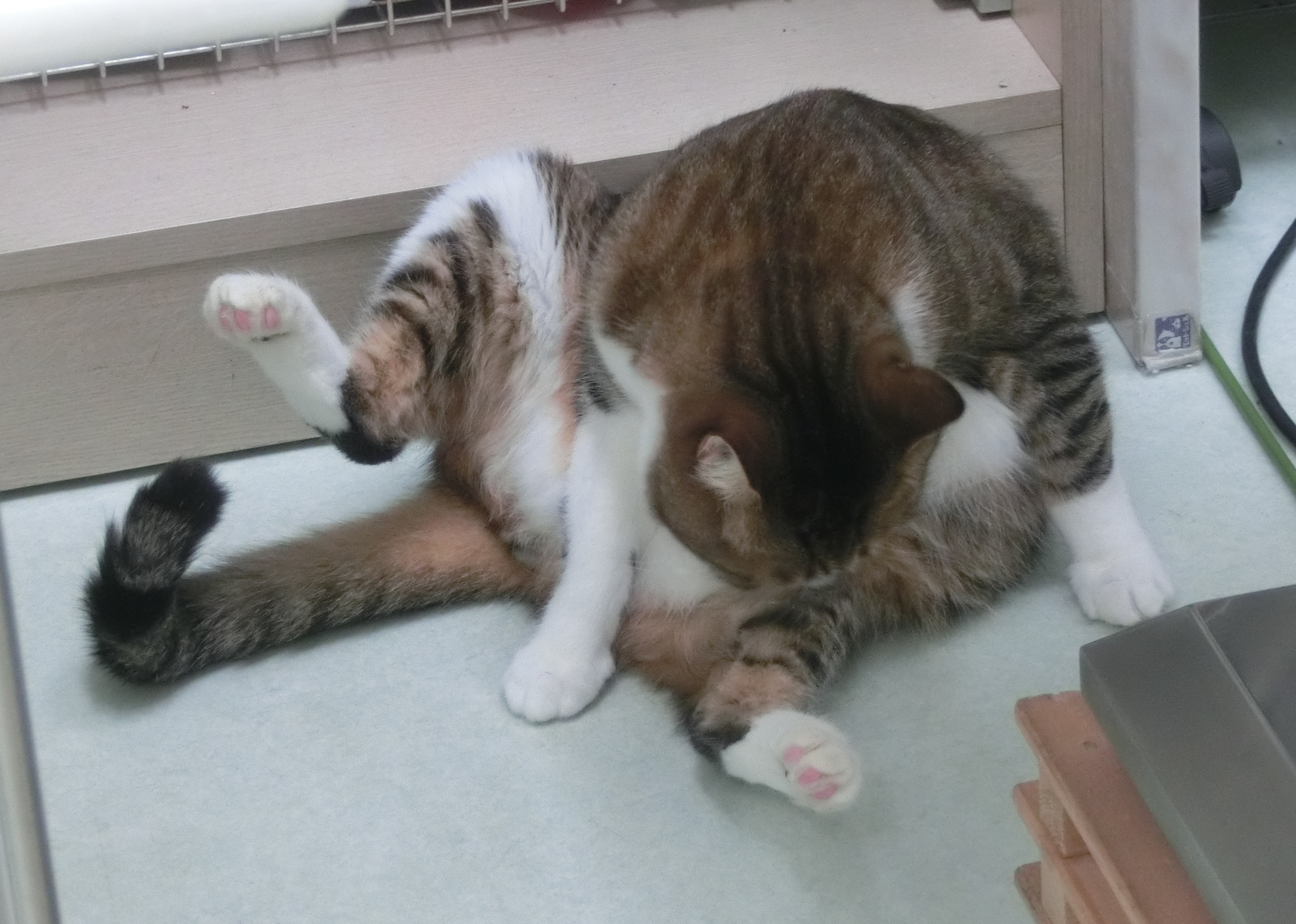 おやじのん おやじのん