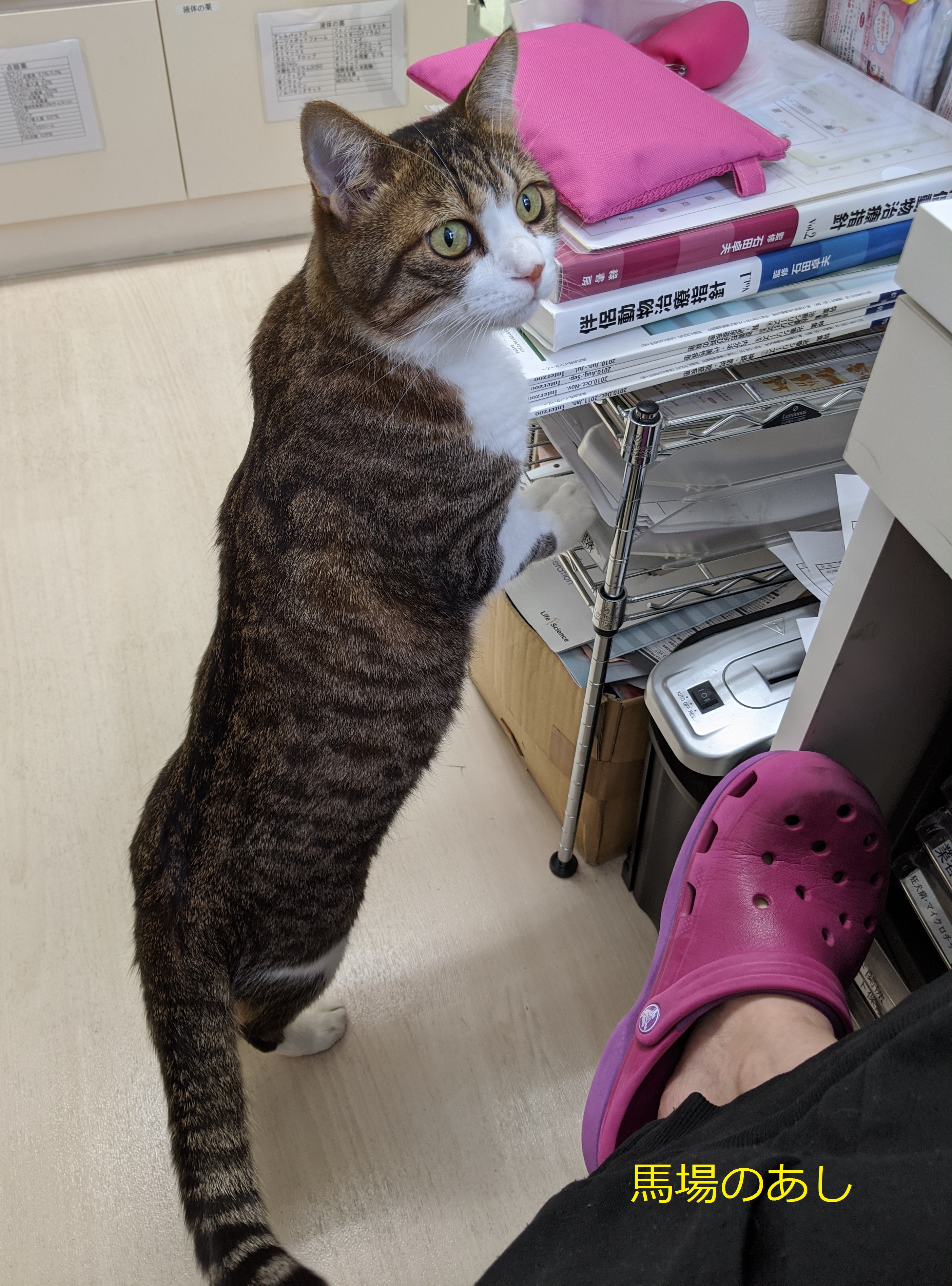 せのびのん せのびのん