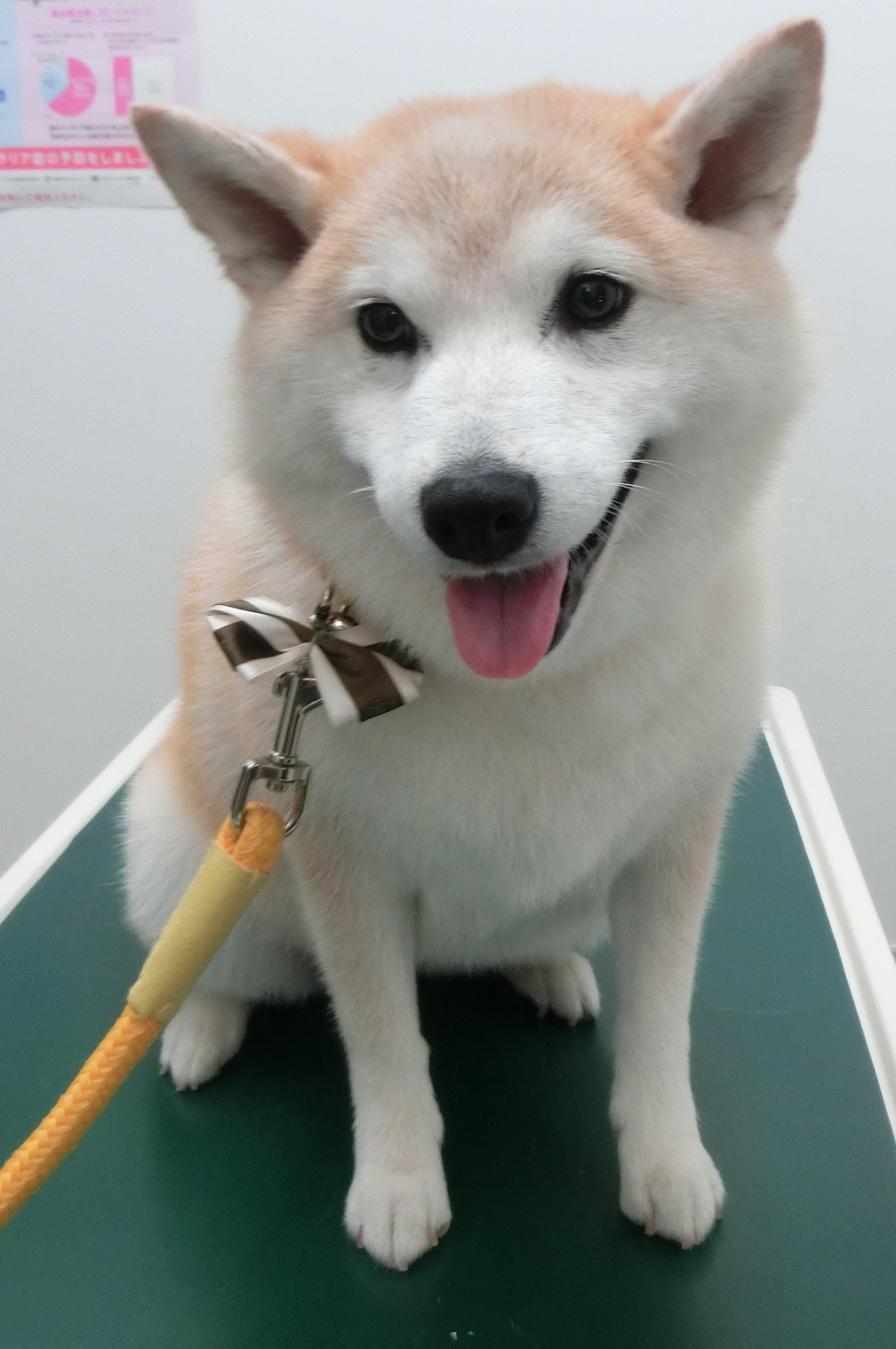 うめさん うめさん