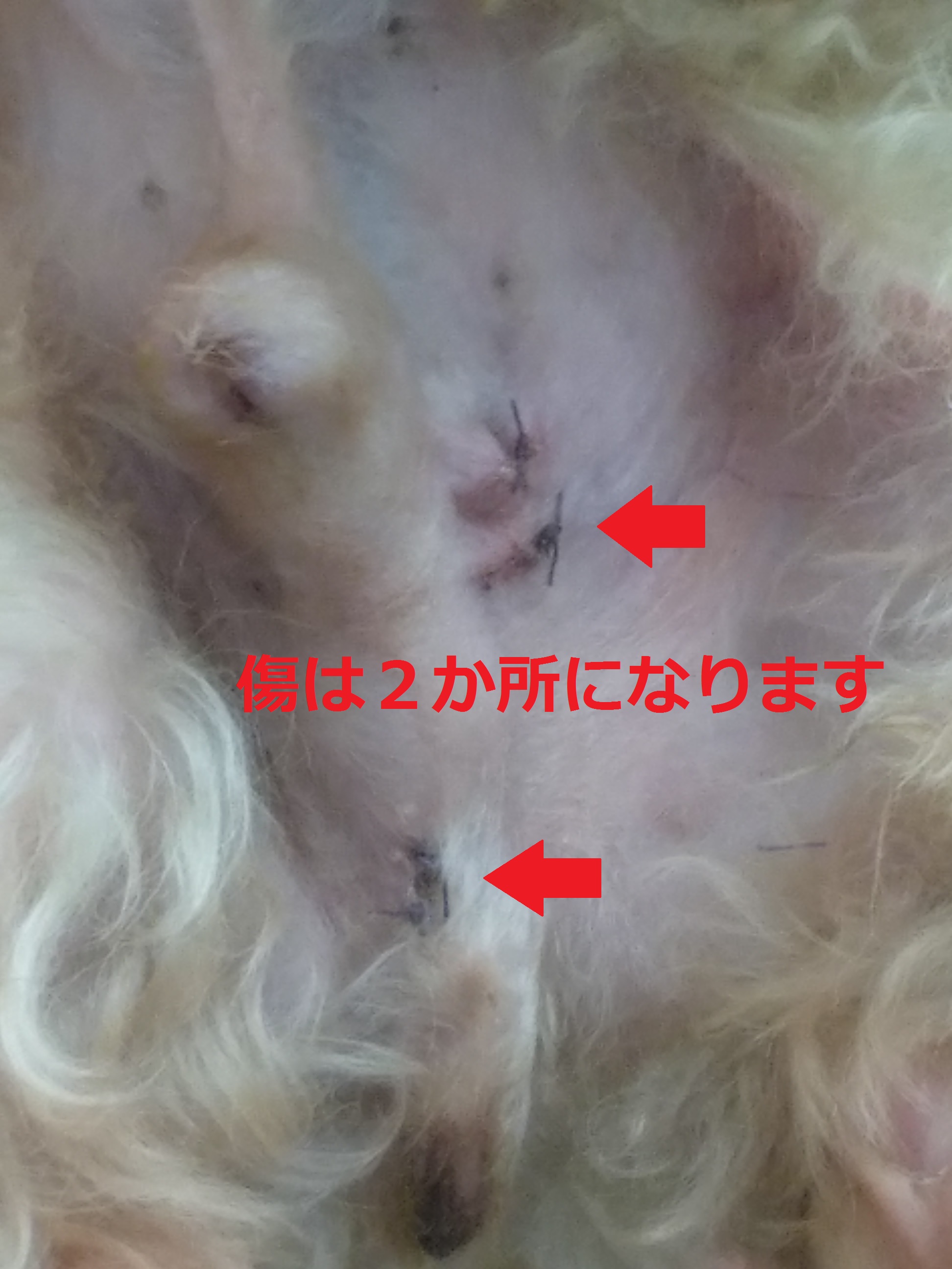 茶茶腹 茶茶腹