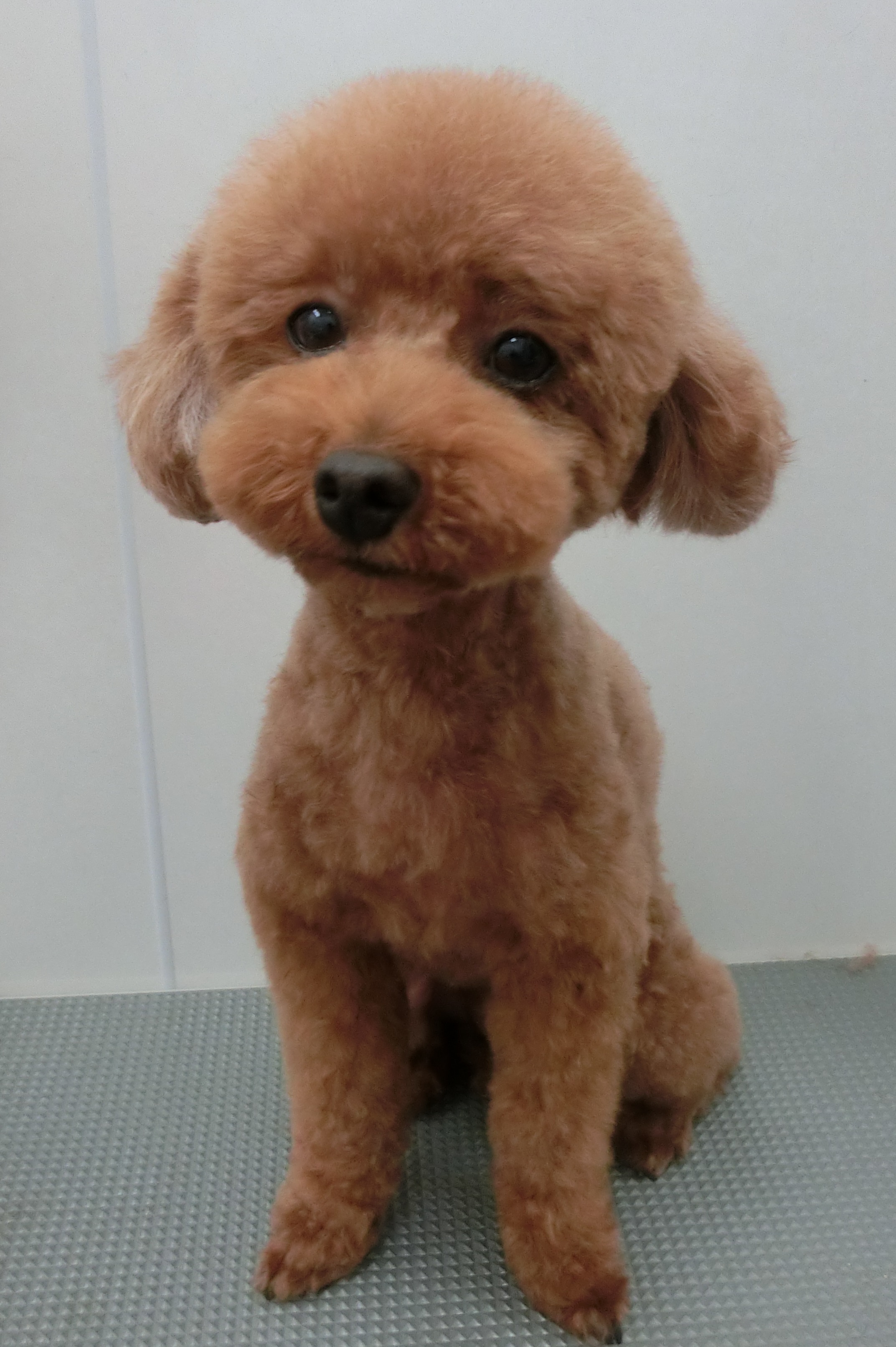 ココちゃん ココちゃん