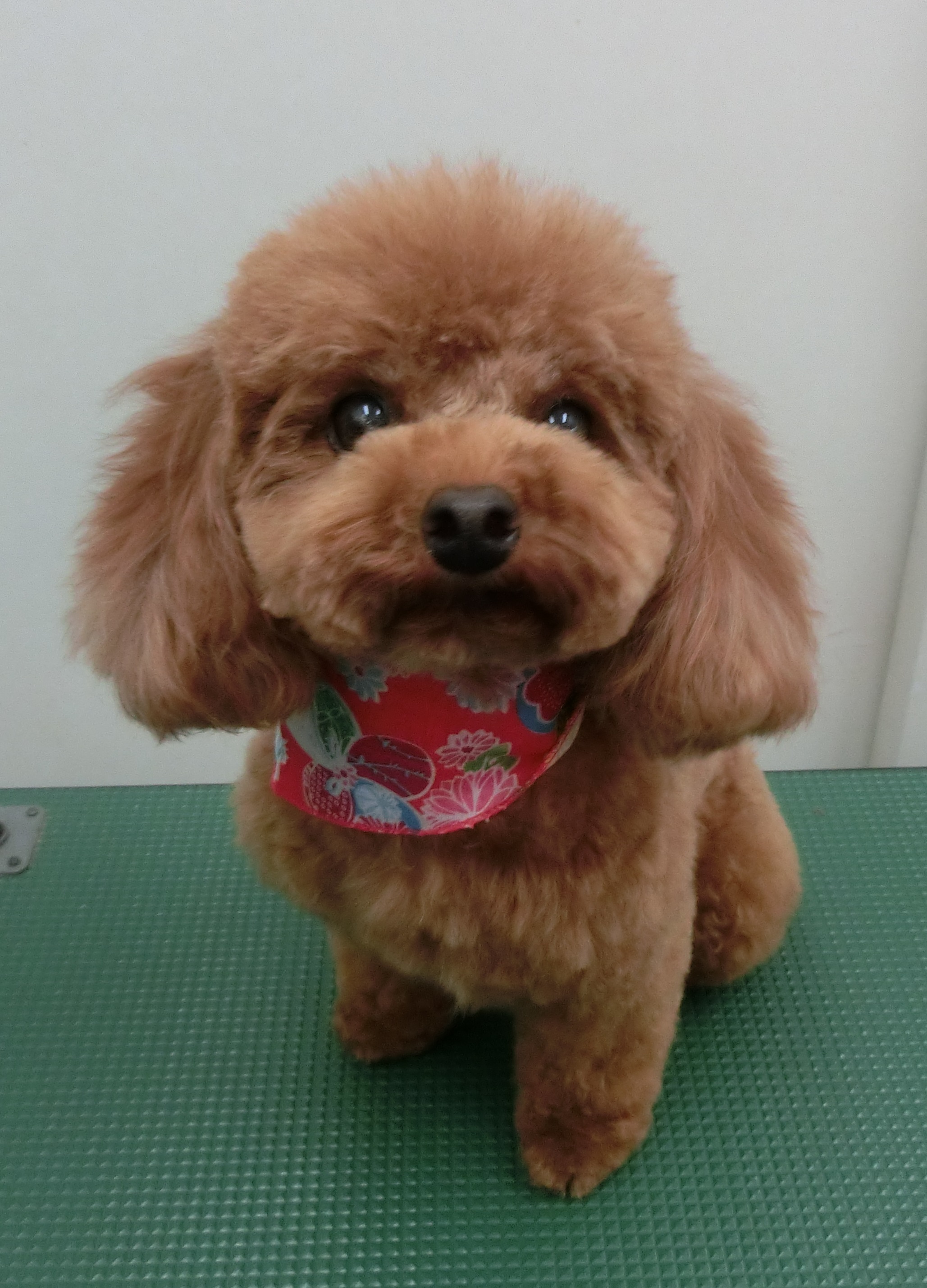 るるちゃん るるちゃん
