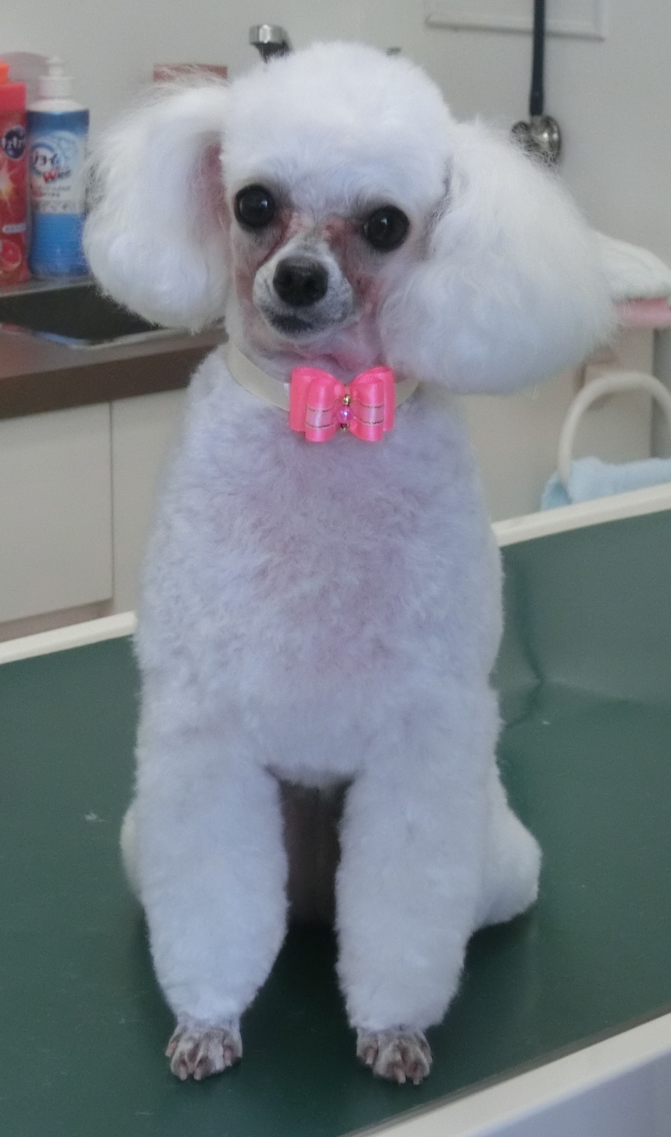 モコちゃん モコちゃん