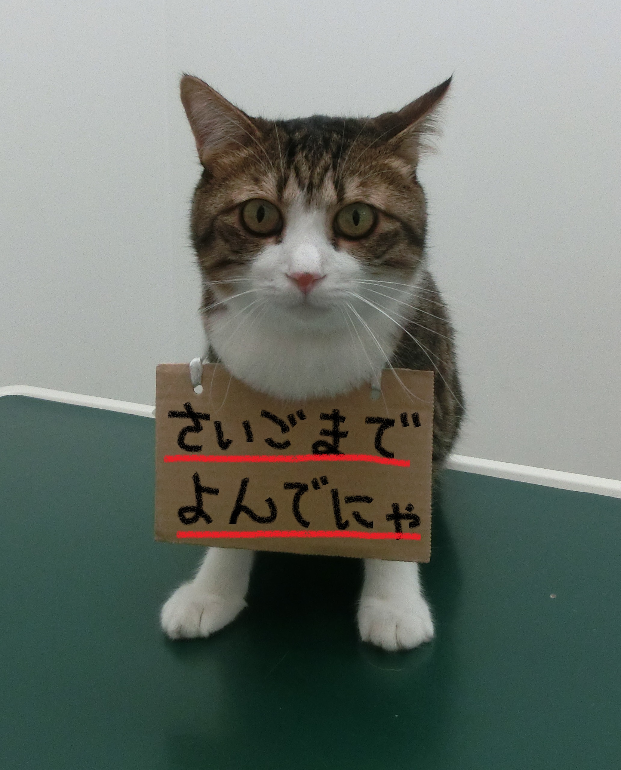 お願い お願い