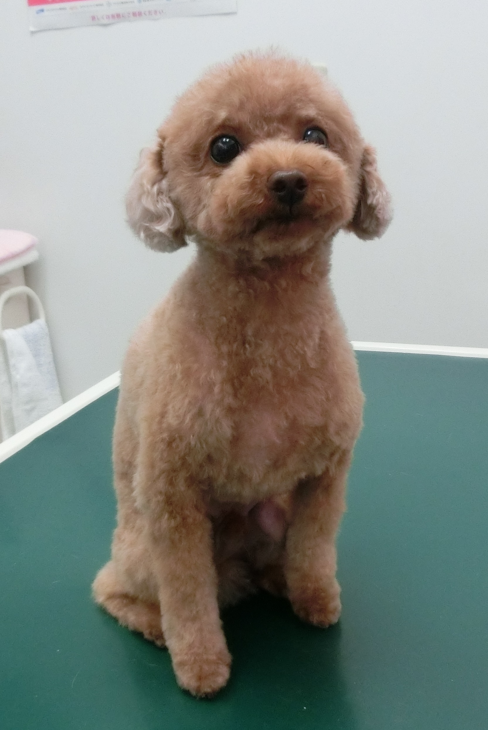 Barneyくん Barneyくん