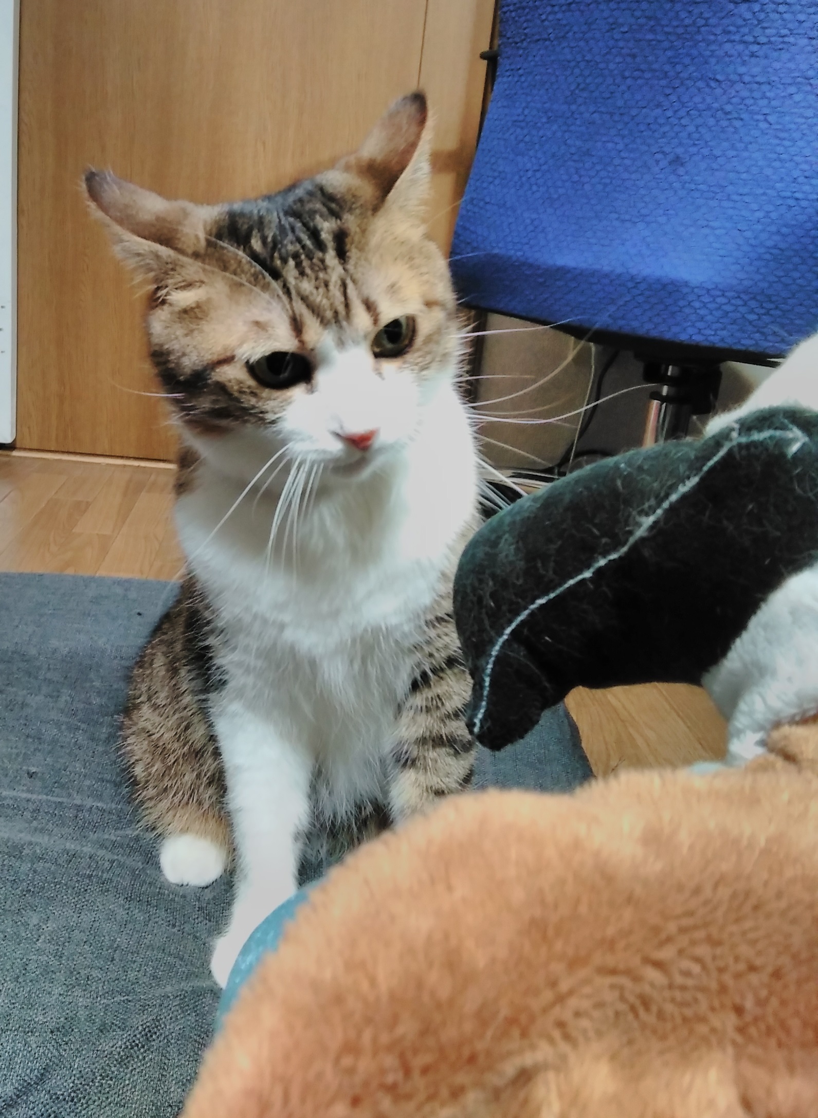 メンチ切り メンチ切り