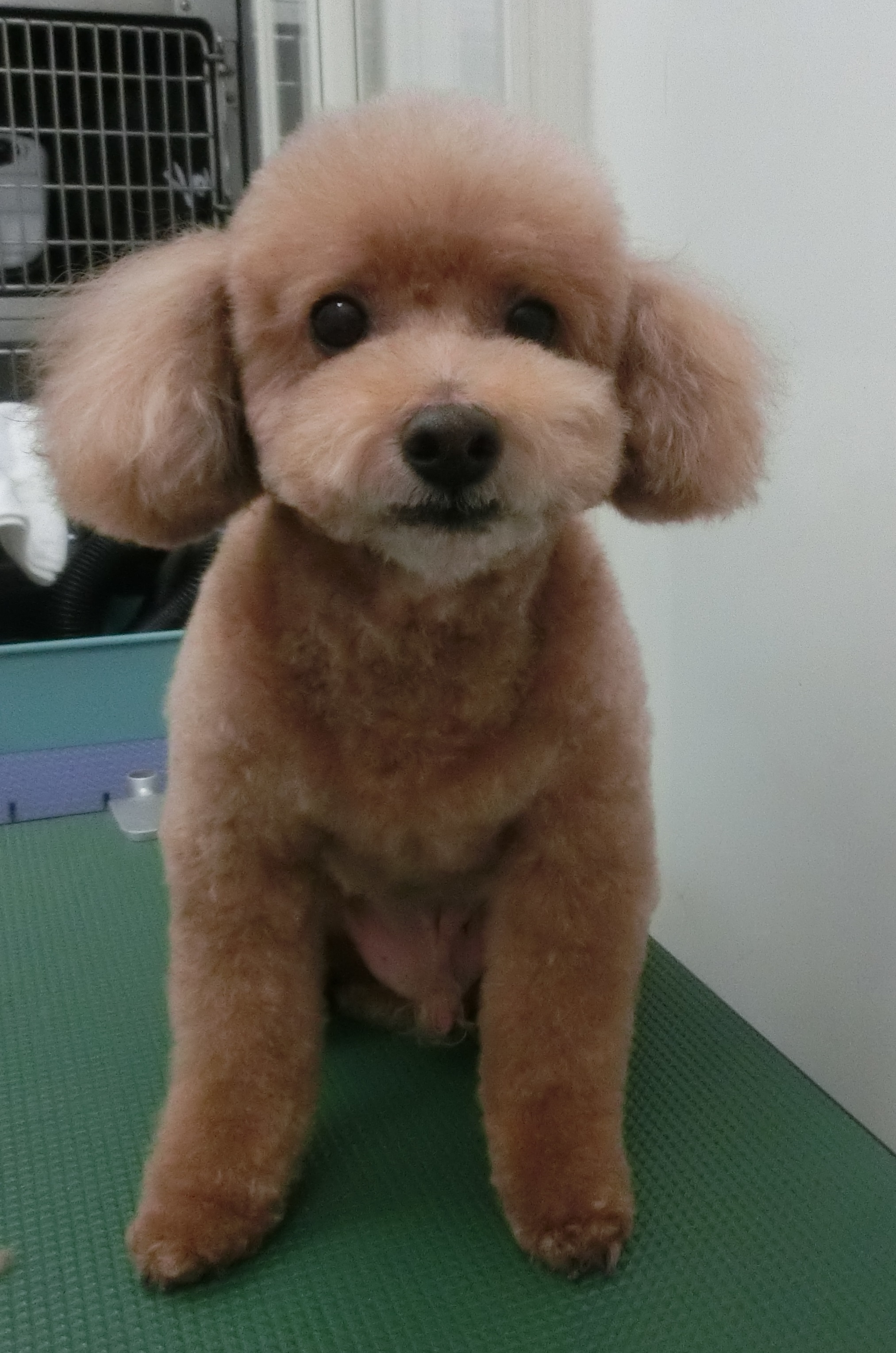 COCOくん COCOくん