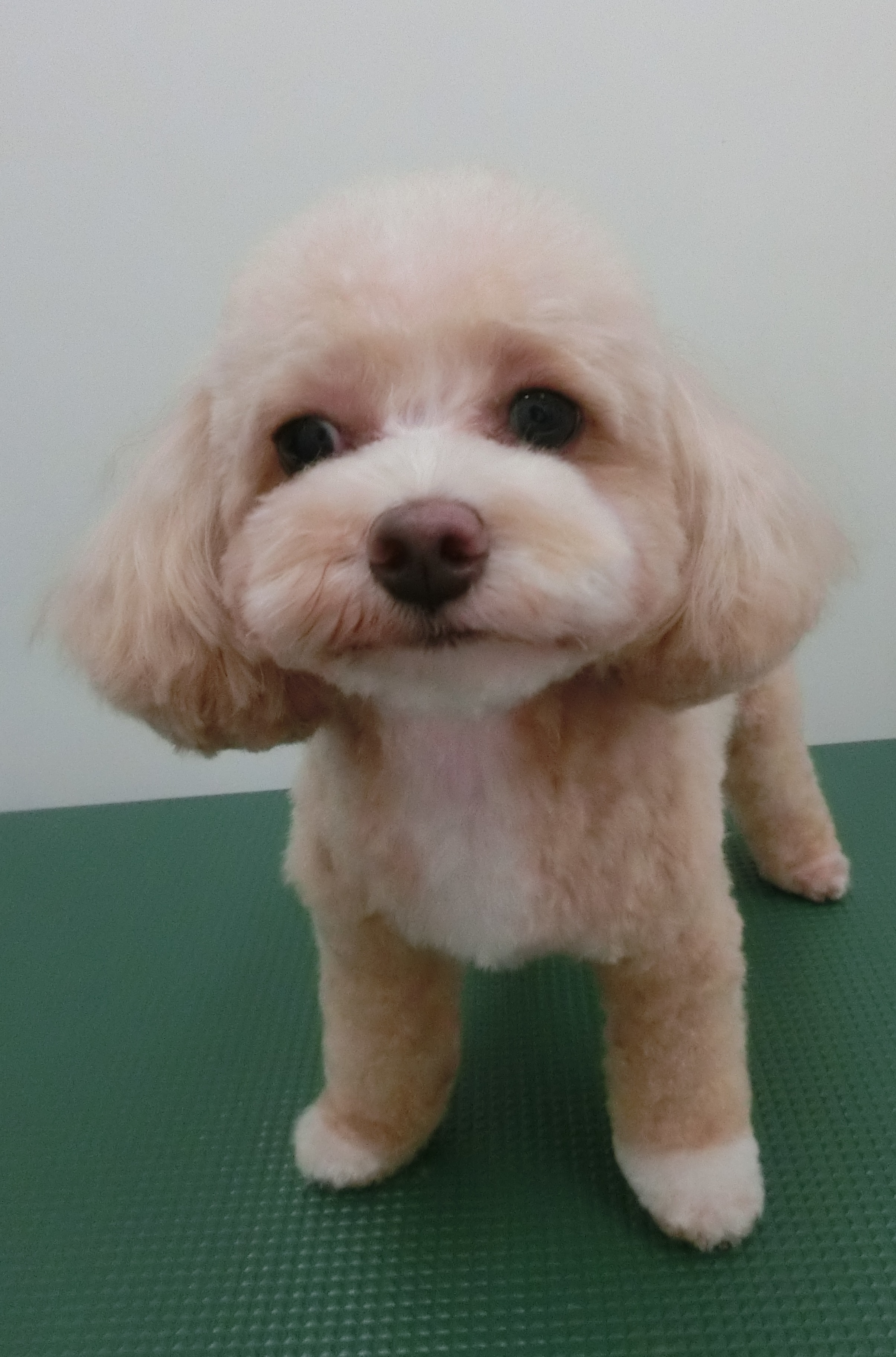 あんずちゃん あんずちゃん