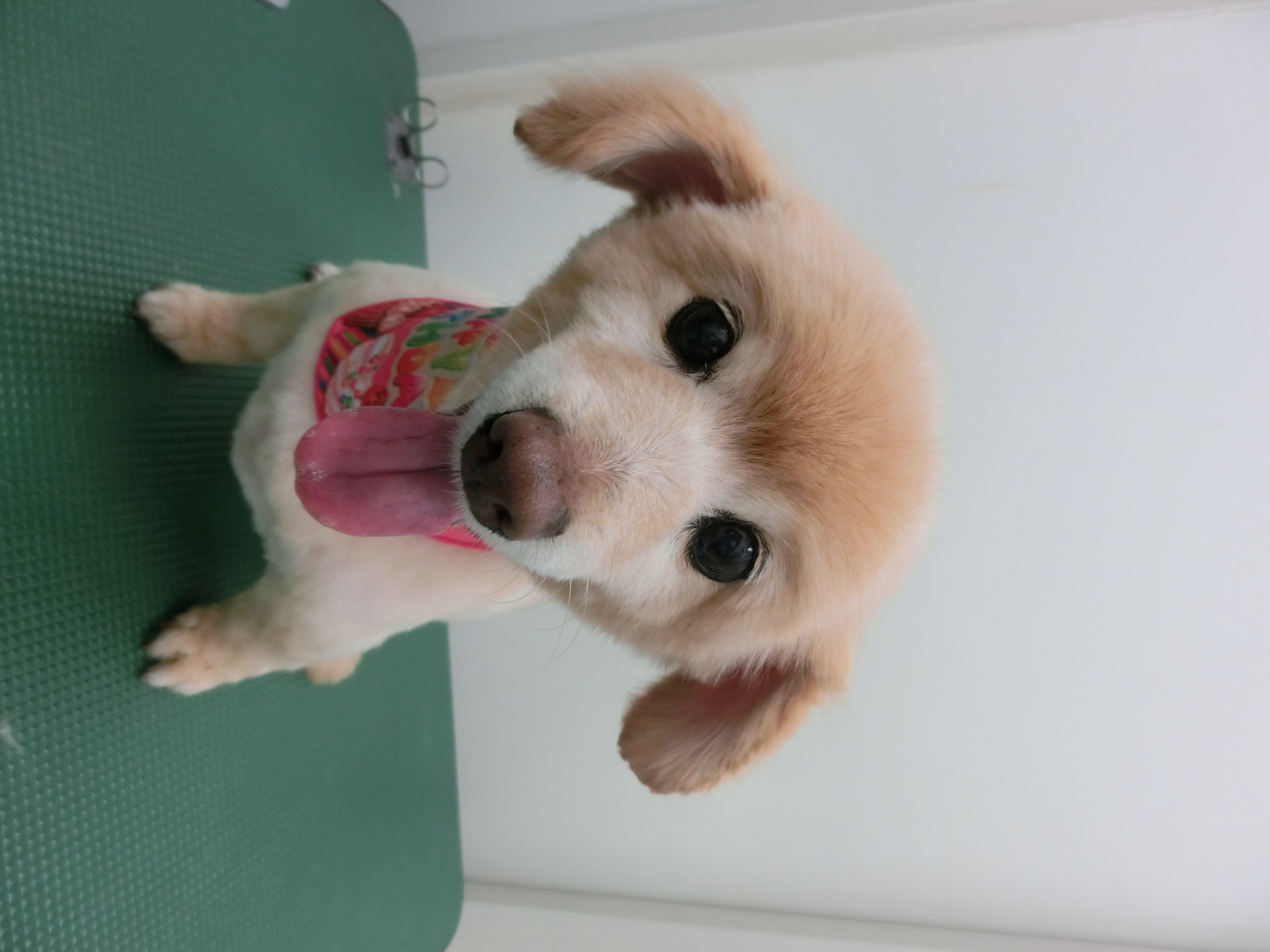 ラブちゃん ラブちゃん