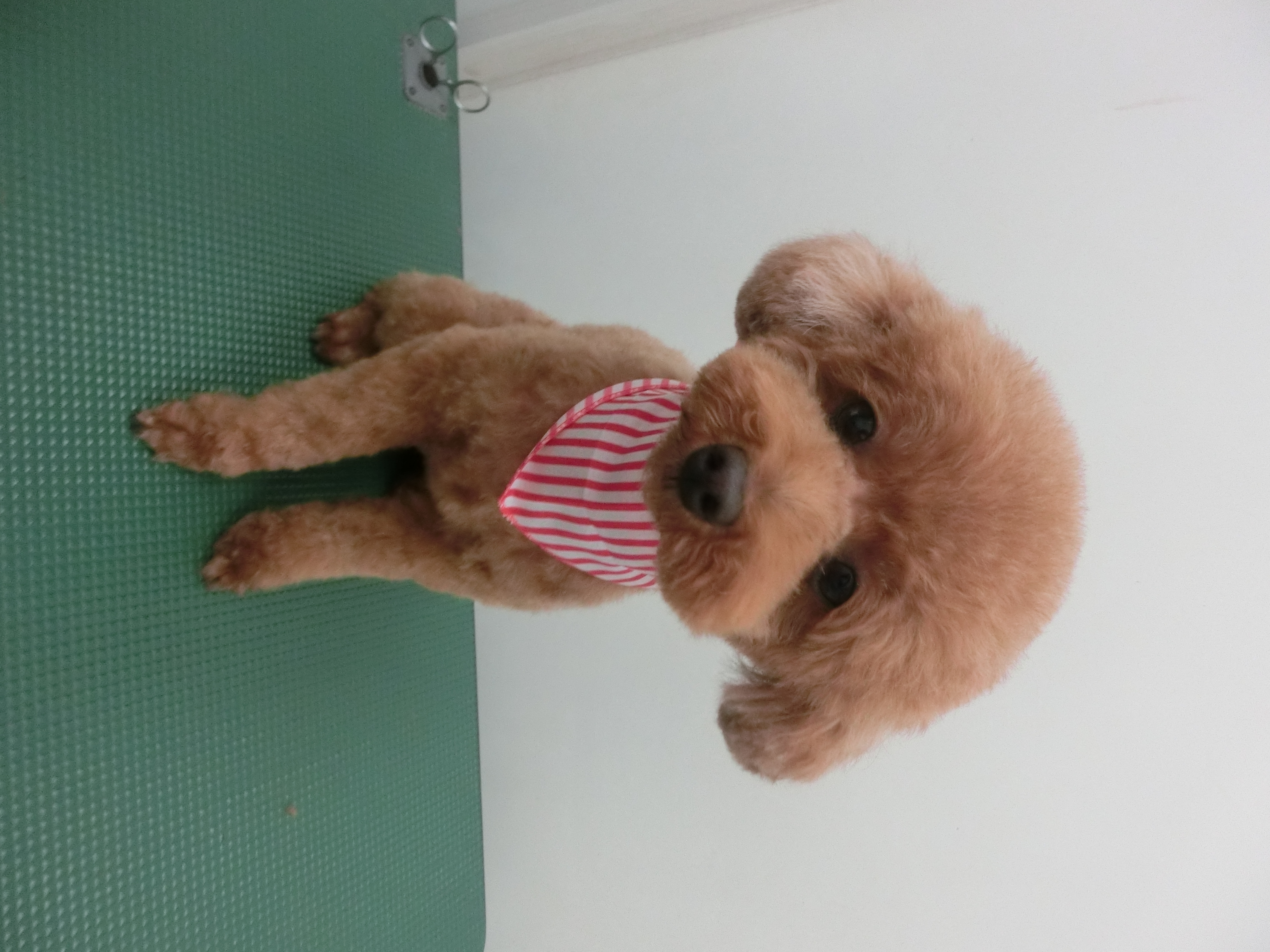 ココちゃん ココちゃん