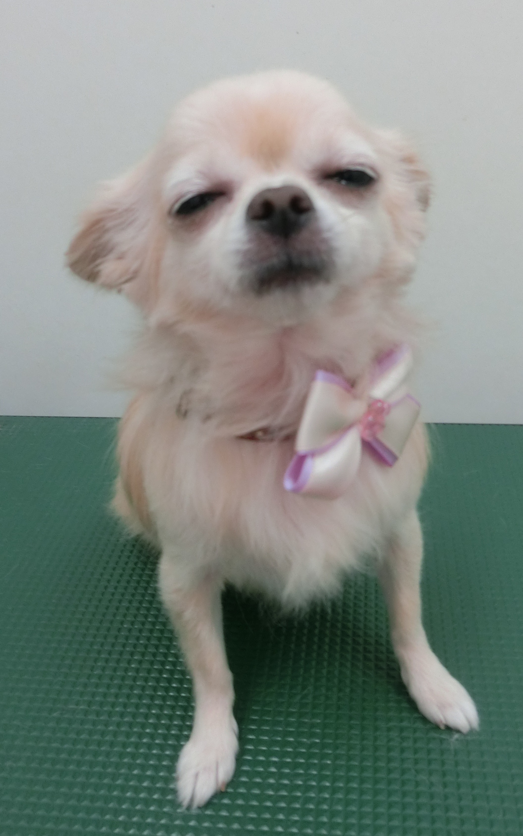 そばちゃん そばちゃん