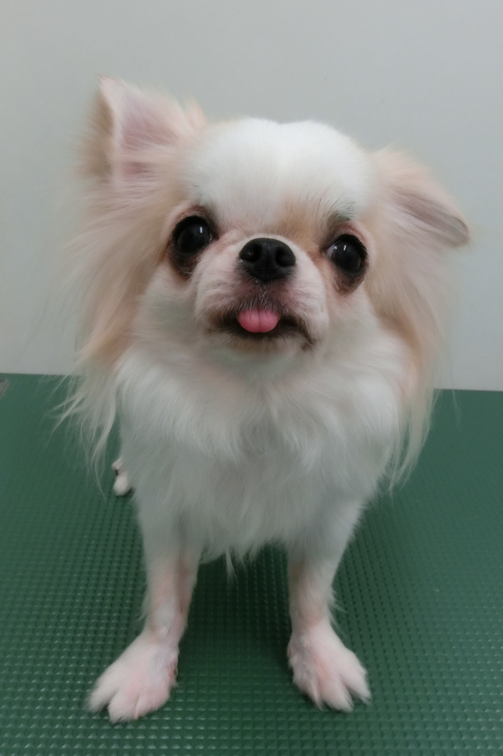 なこちゃん なこちゃん