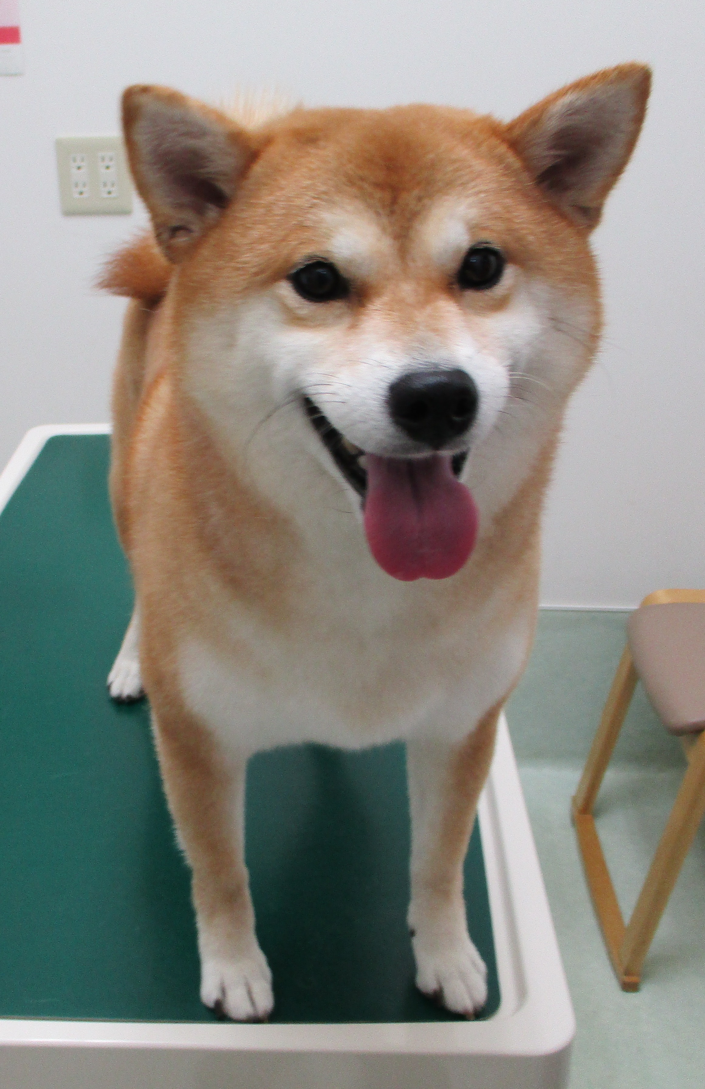 心愛ちゃん 心愛ちゃん