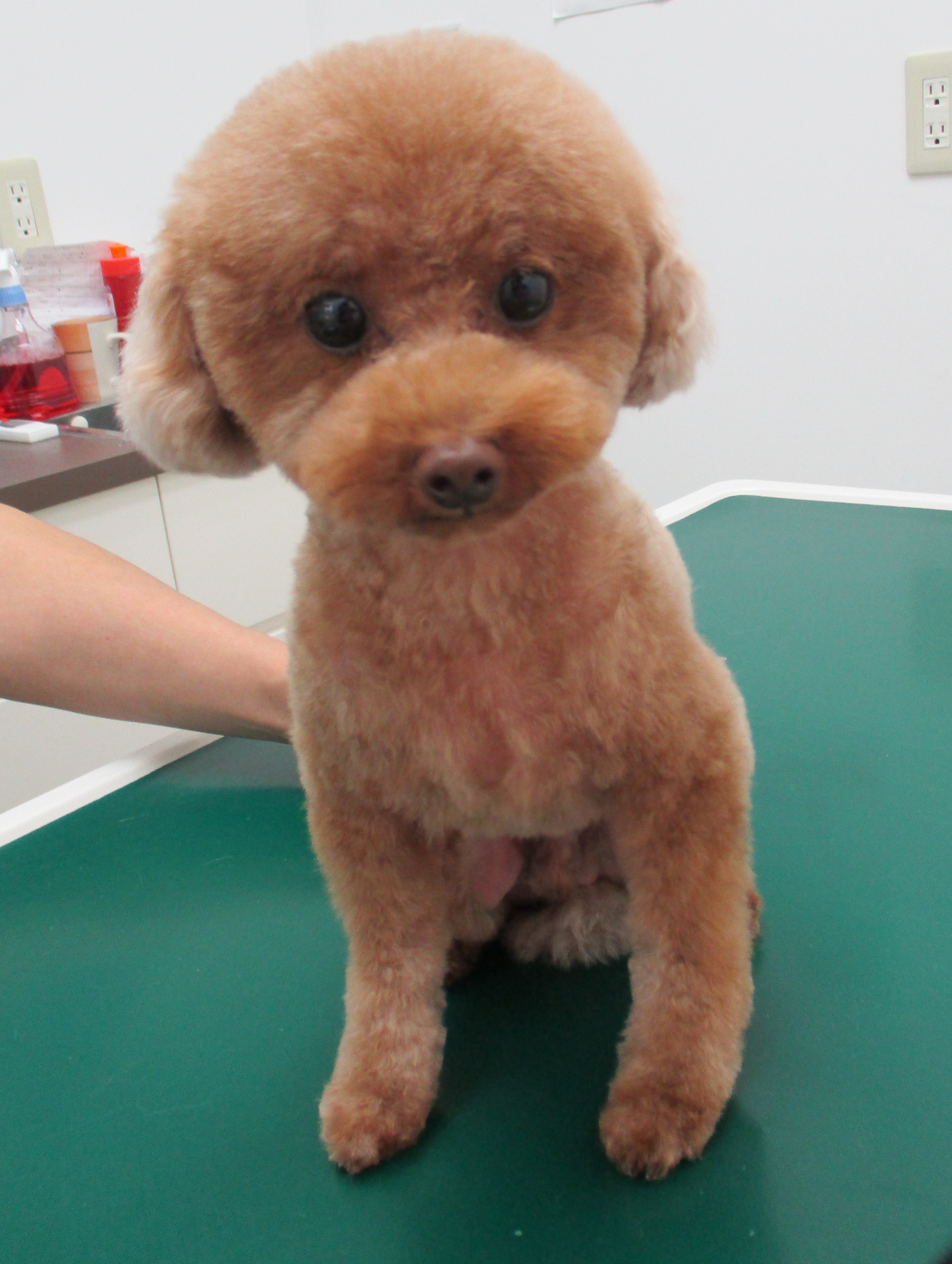 Barneyくん Barneyくん