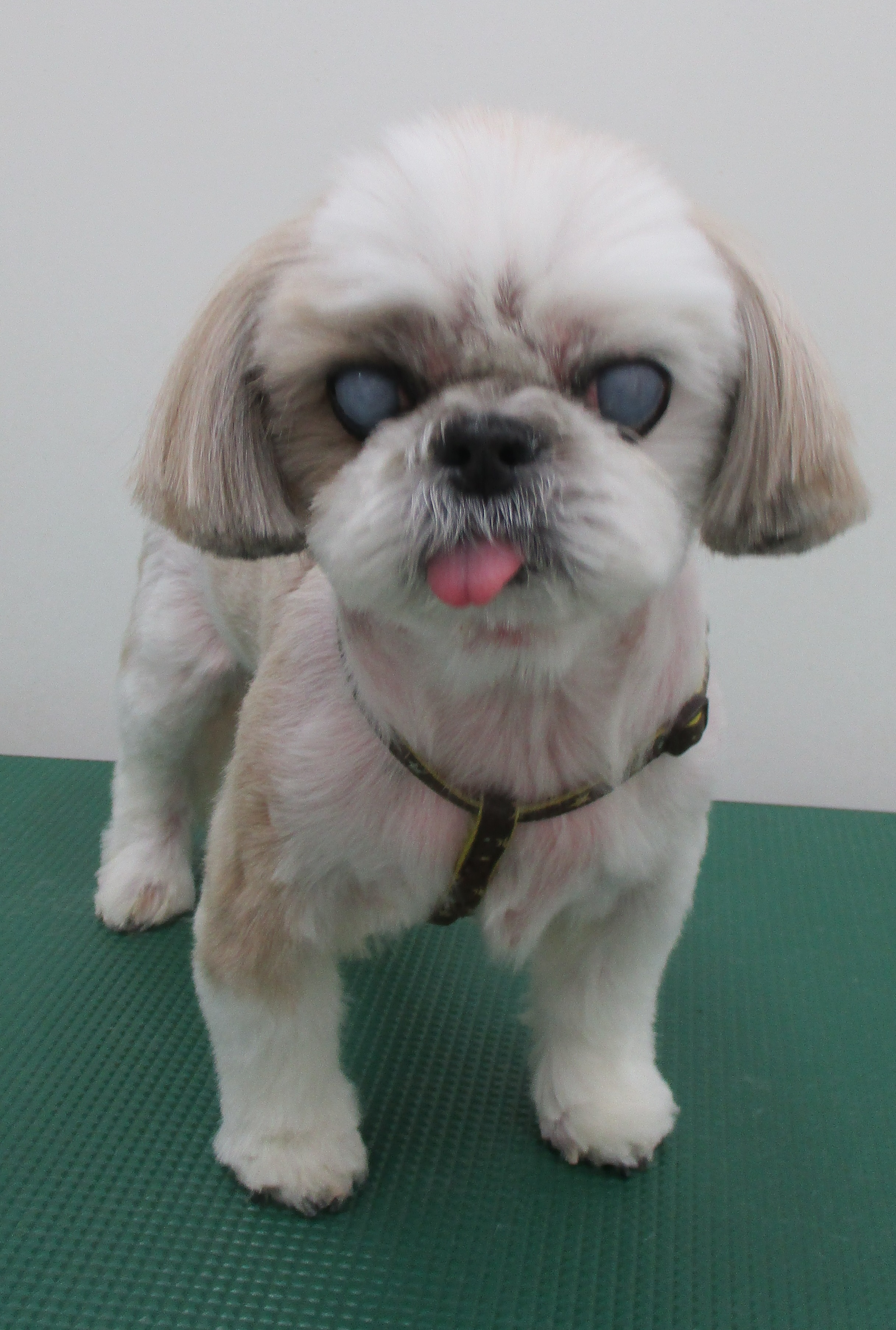 れいちゃん れいちゃん