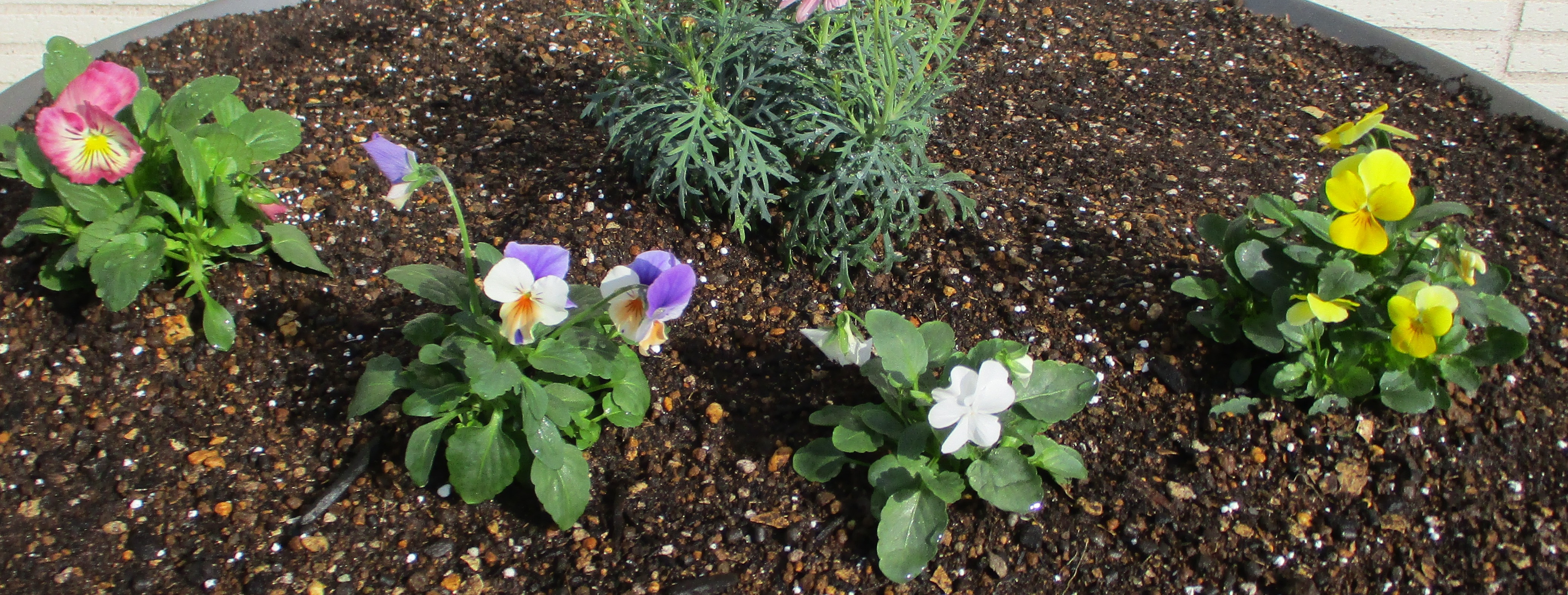 お花 植えました ビジネスブログ