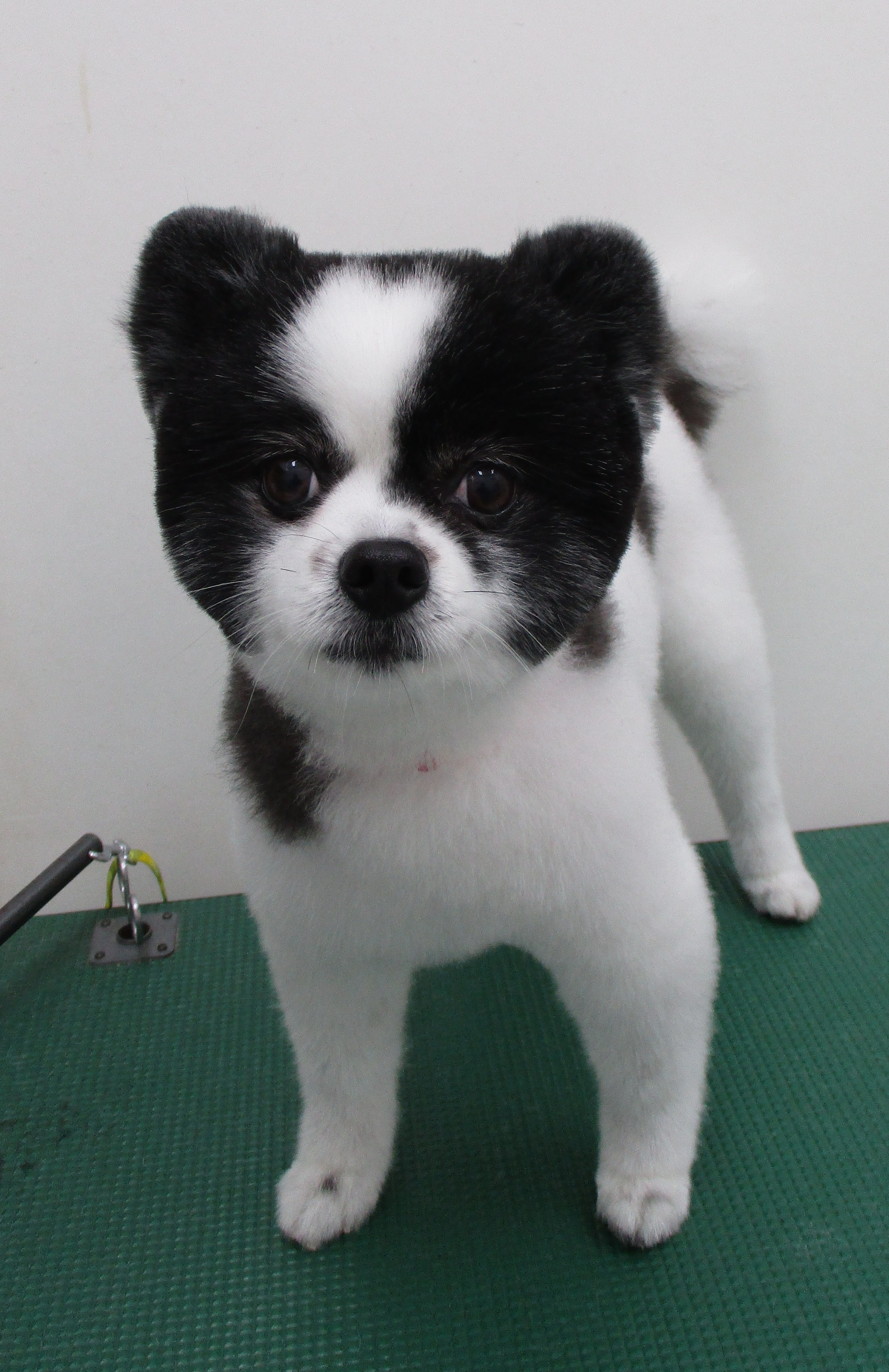ころんちゃん ころんちゃん