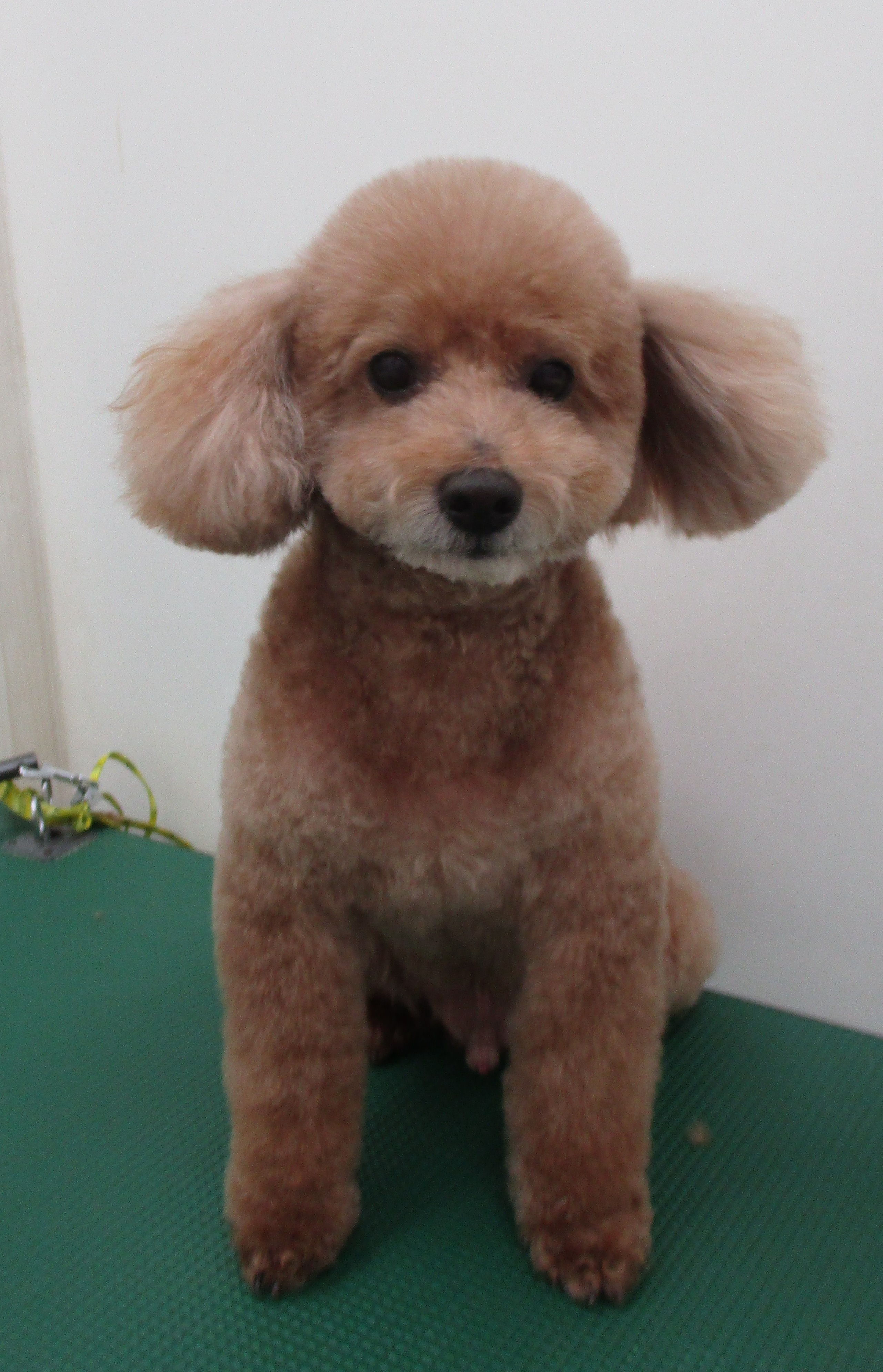 COCOくん COCOくん