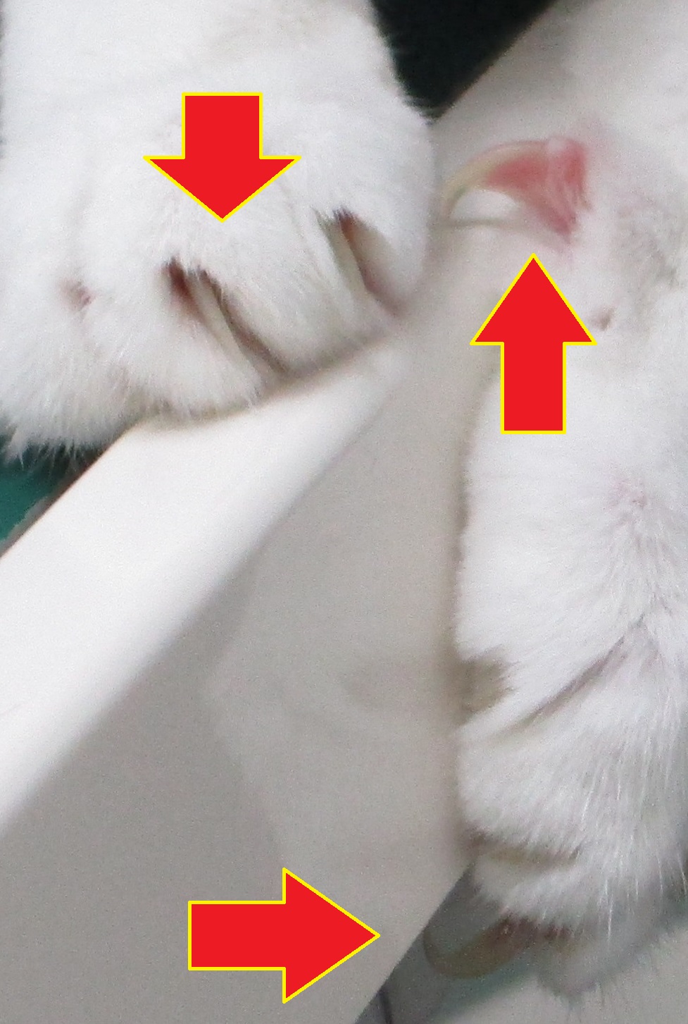 凶器 凶器