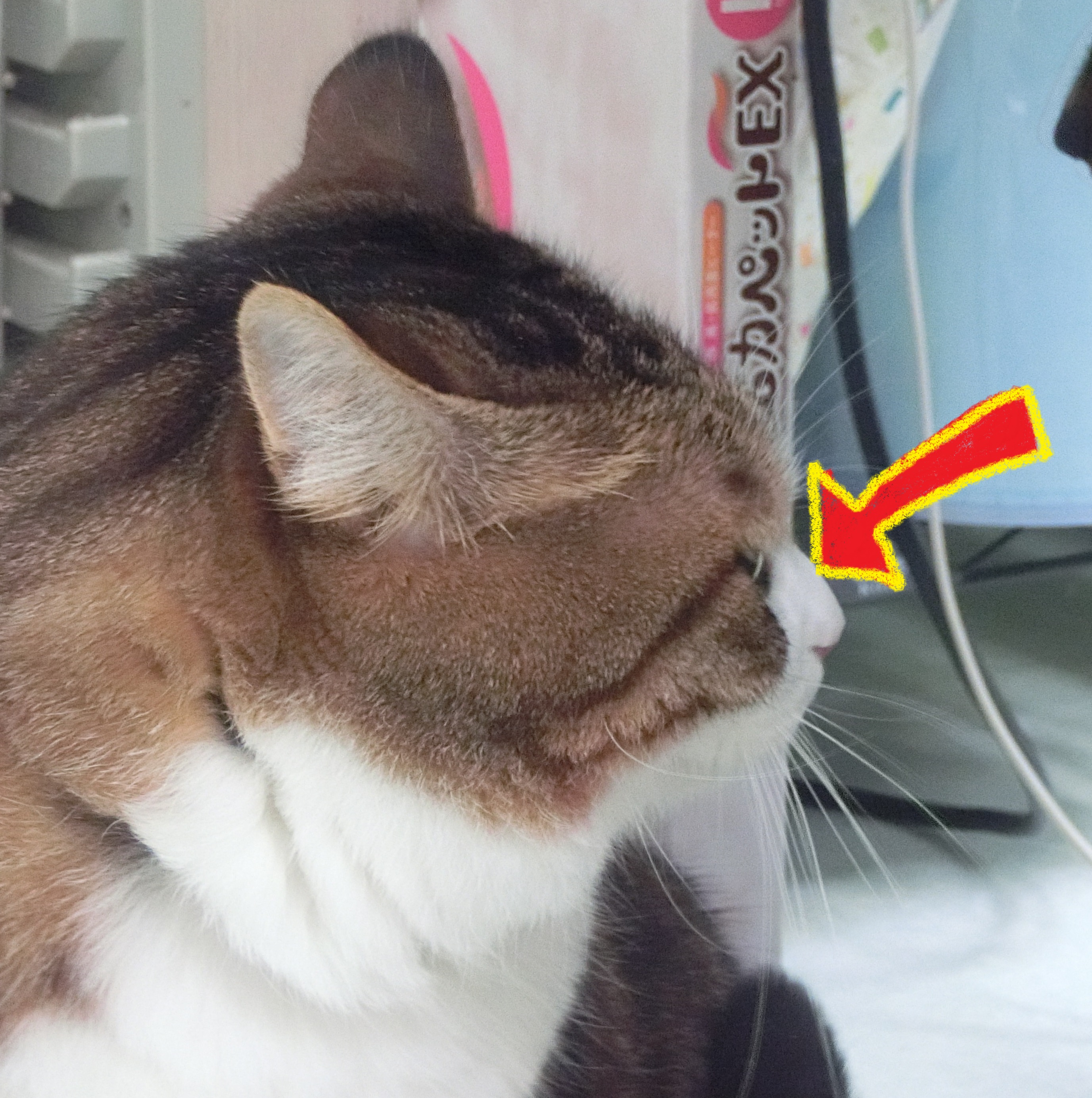 鼻梁 鼻梁