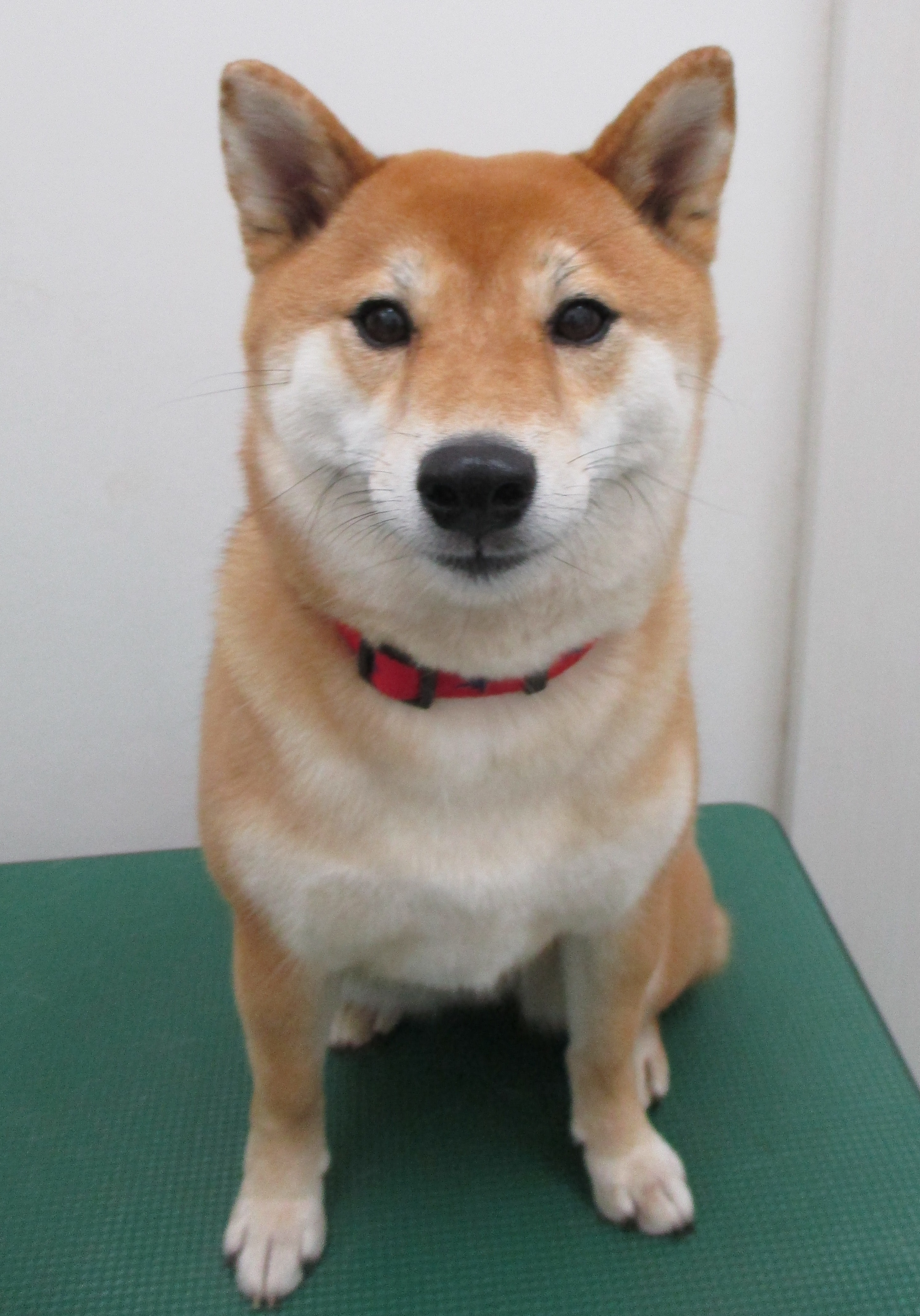 サニーちゃん サニーちゃん