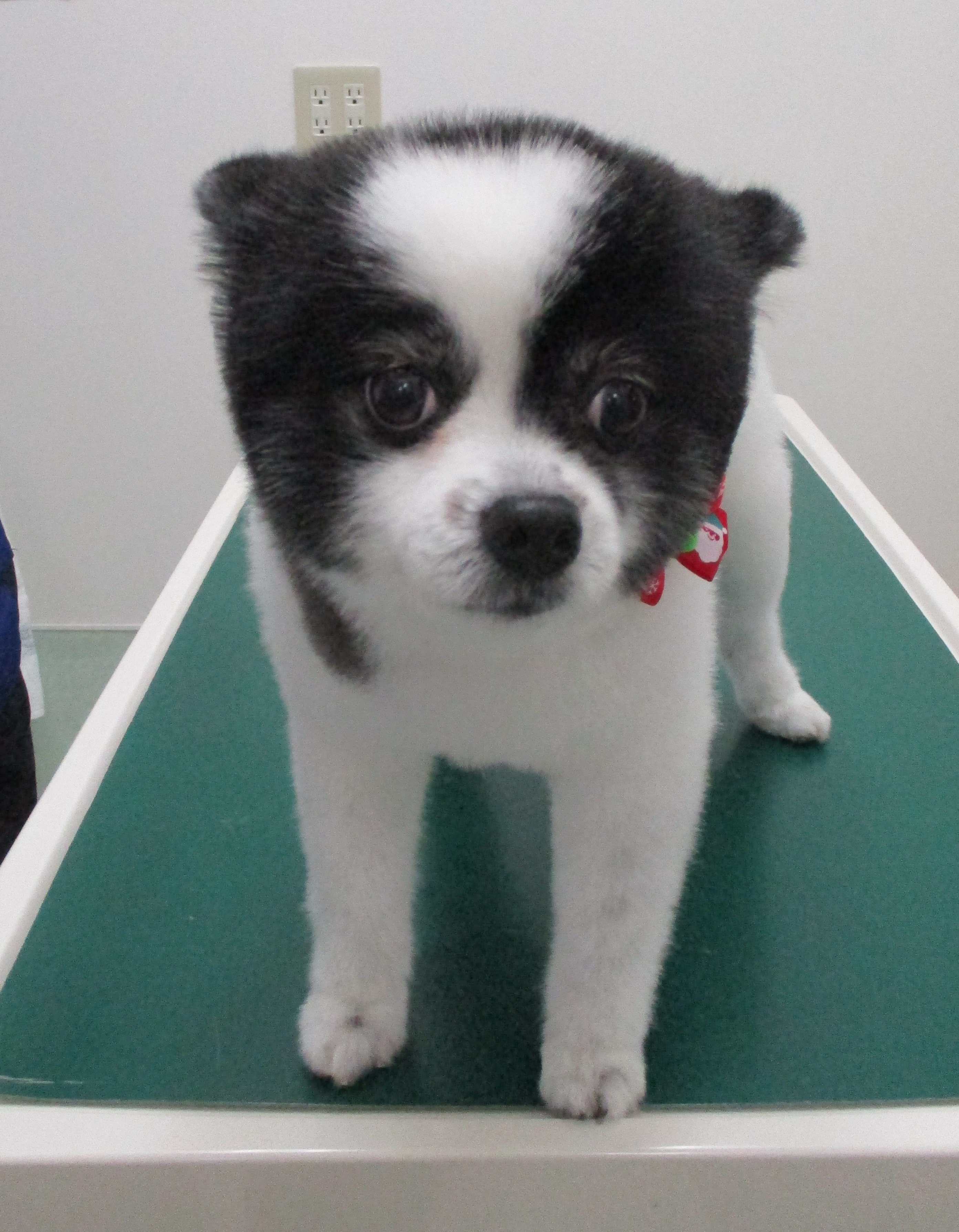 ころんちゃん ころんちゃん
