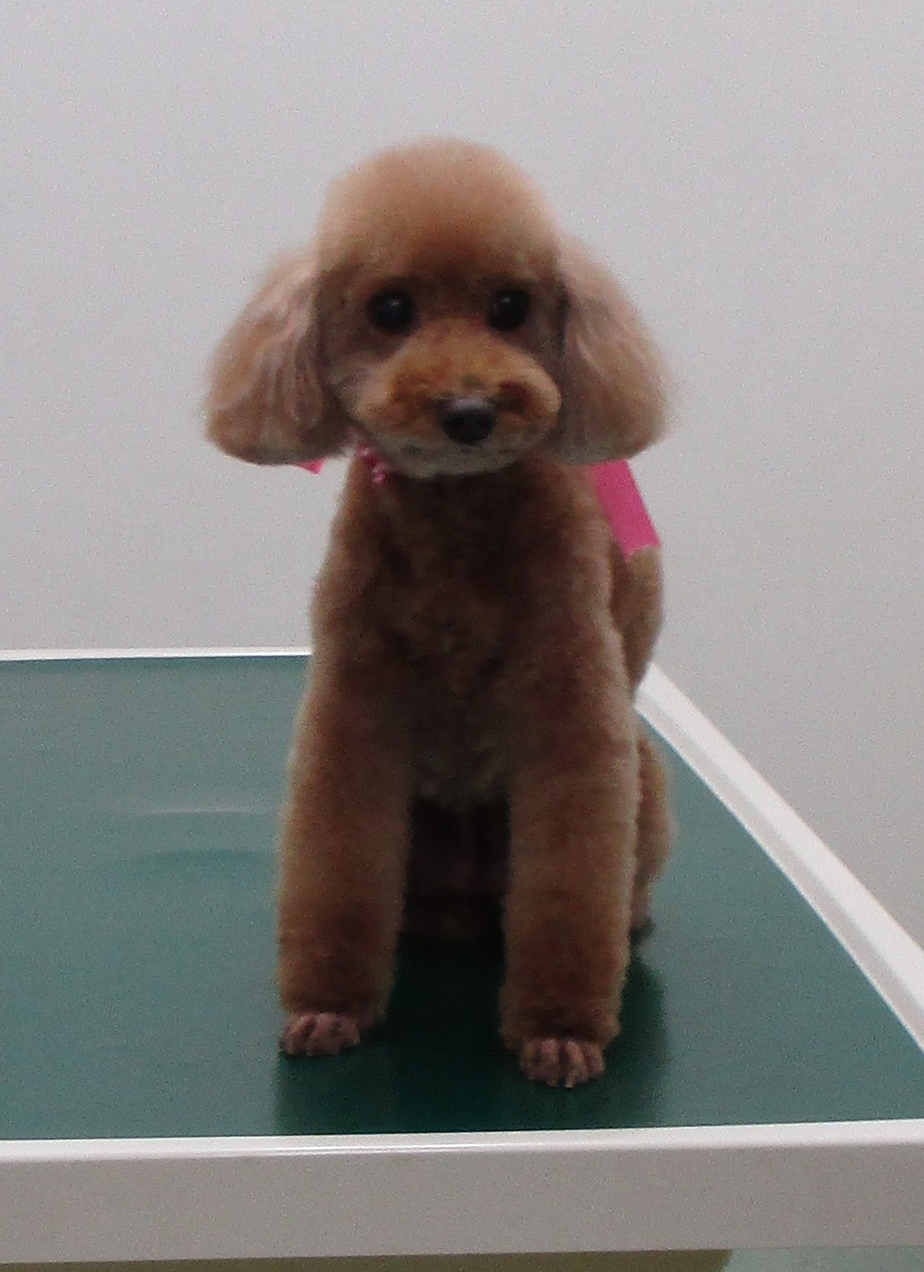 ニコちゃん ニコちゃん