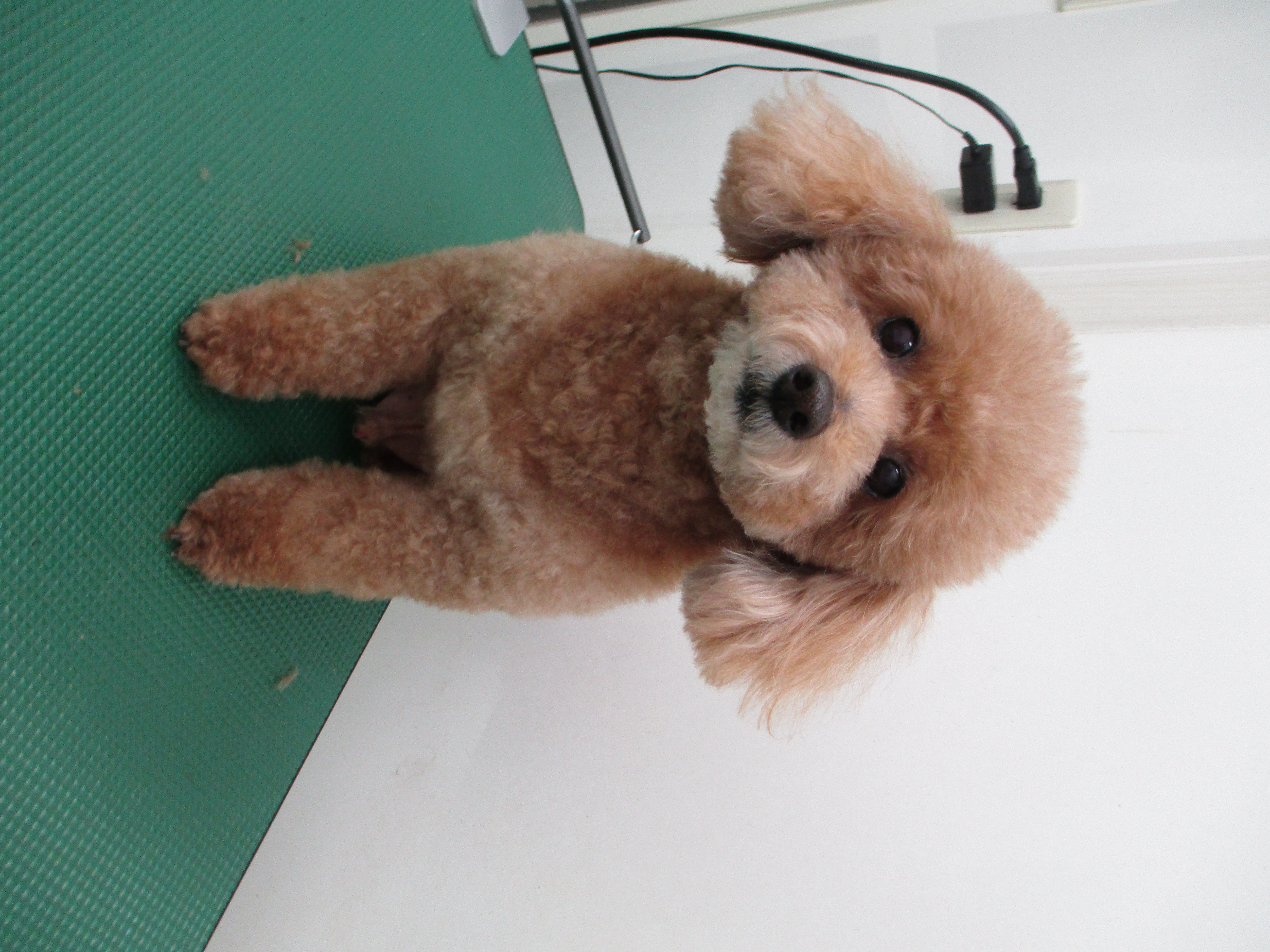 COCOくん COCOくん