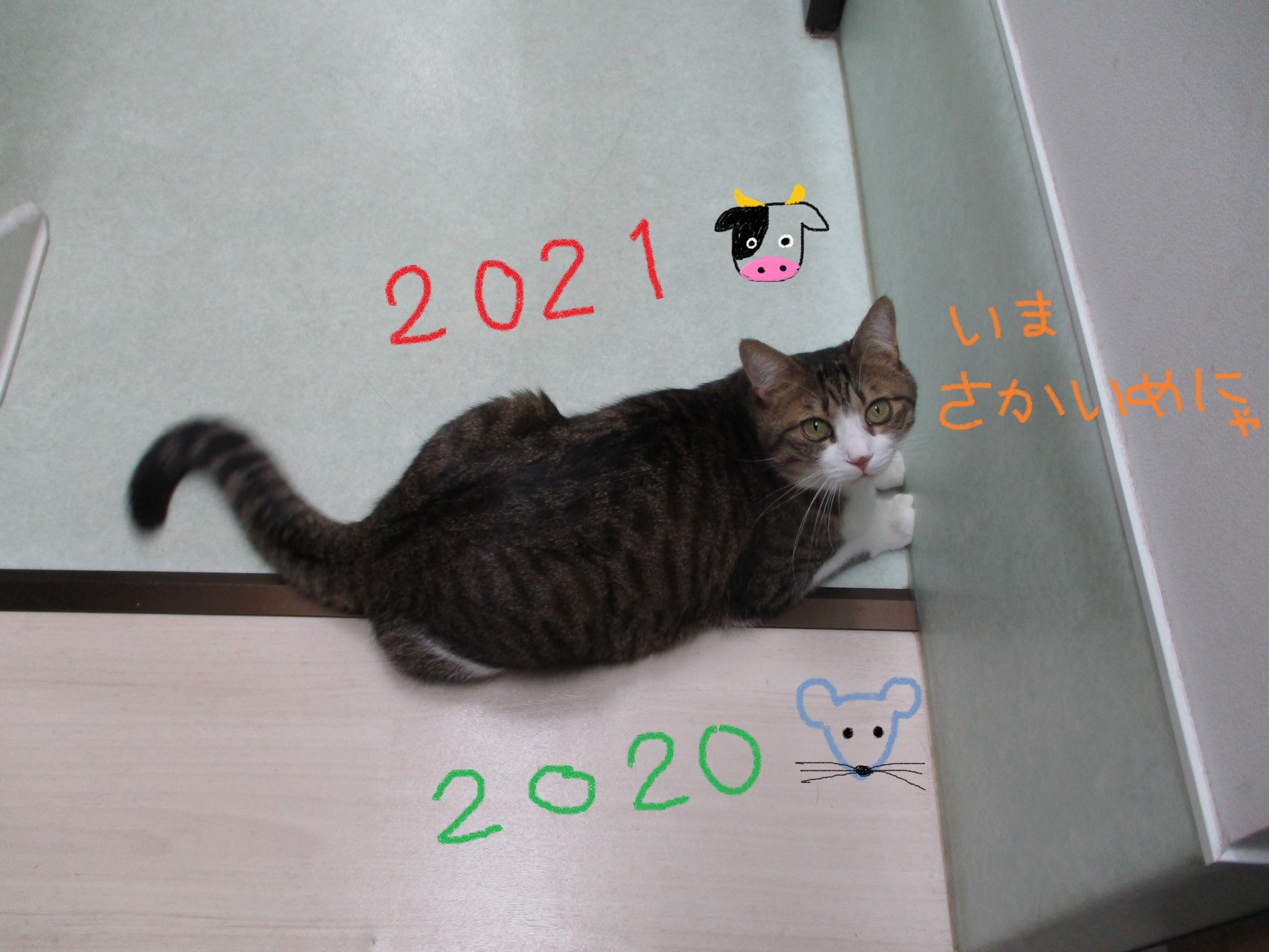 ボーダー上 ボーダー上